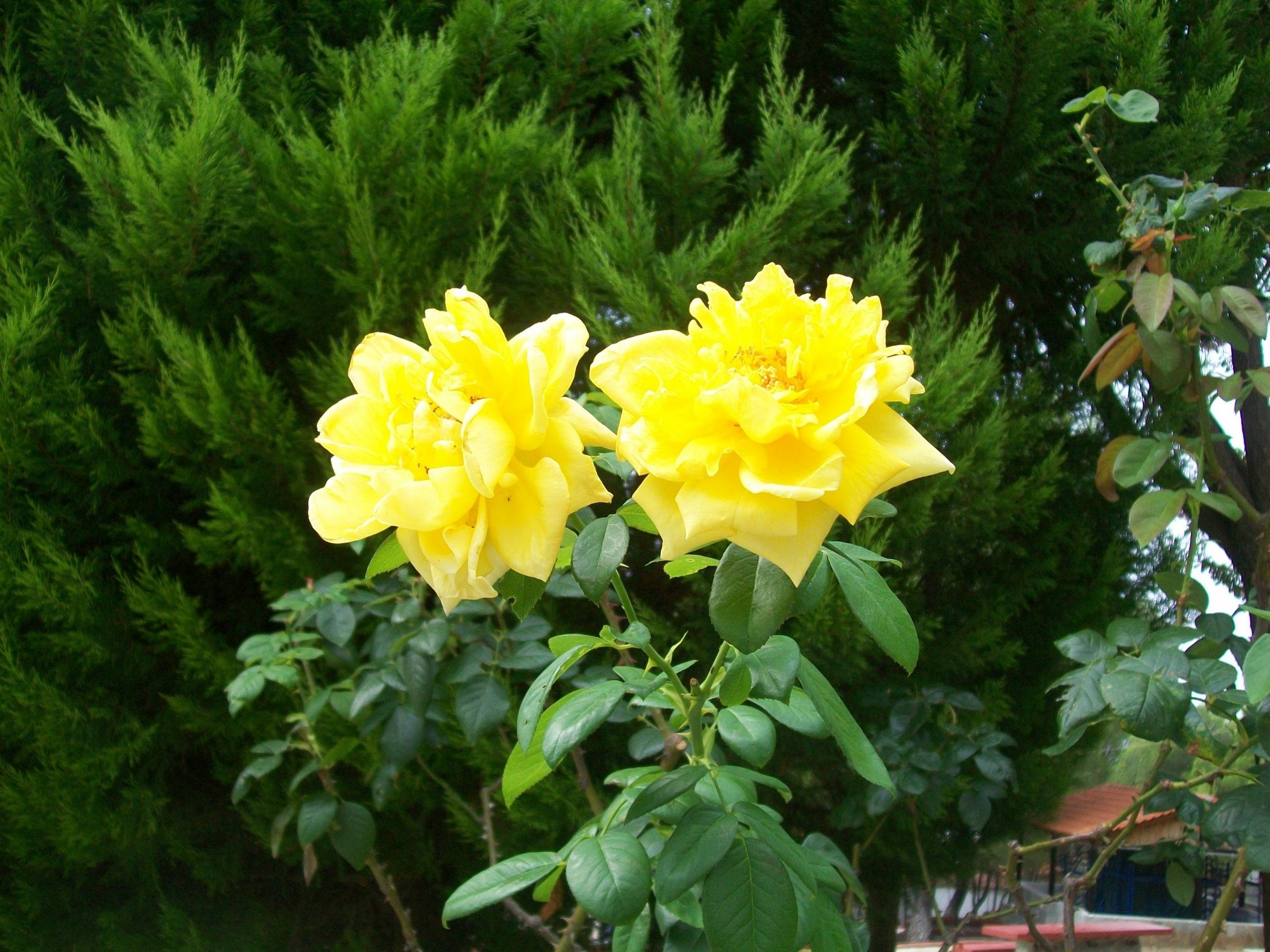 2560x1920 Yellow Rose Awesome Wallpaper, Desktop