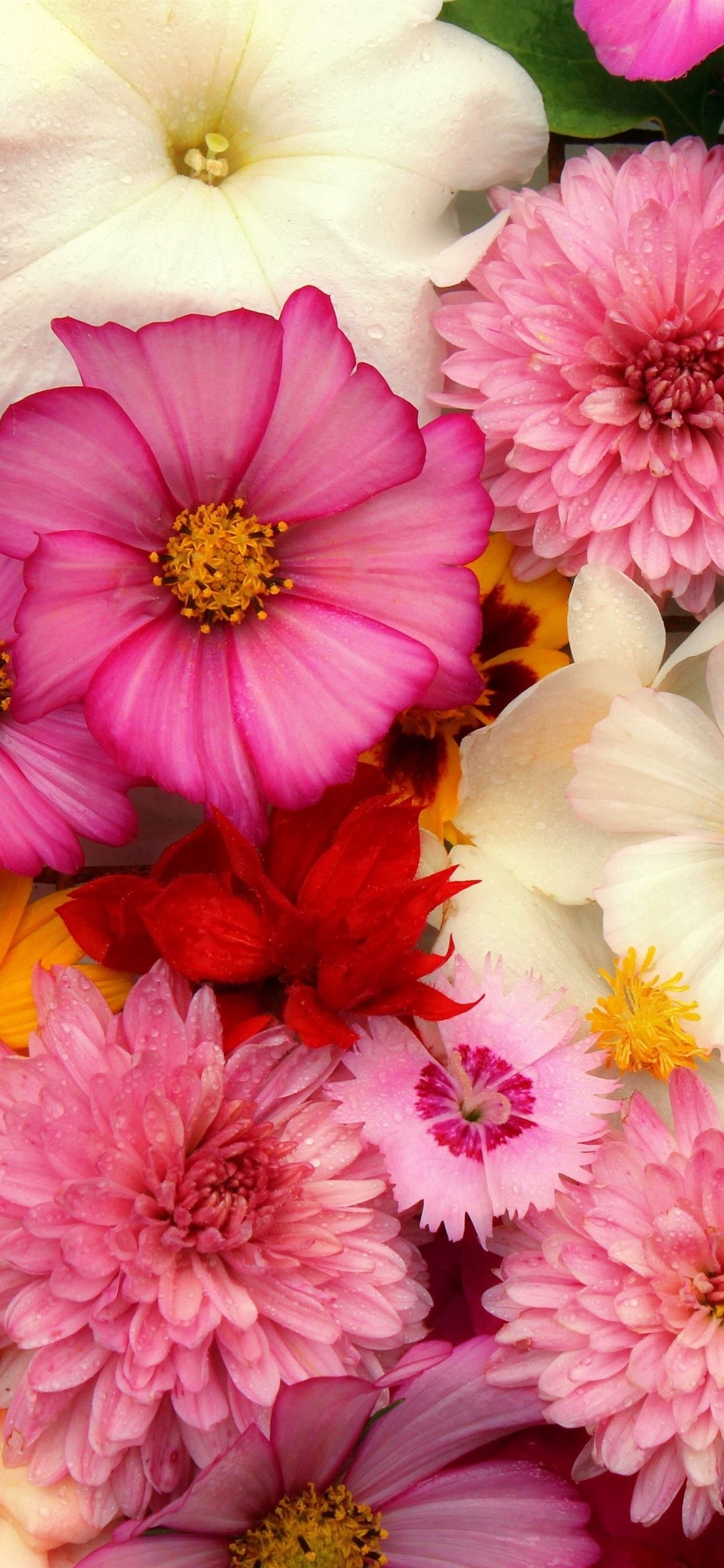 1250x2690 Wallpaper Flowers background, many kinds, pink 5120x2880 UHD 5K Picture, Image, Phone