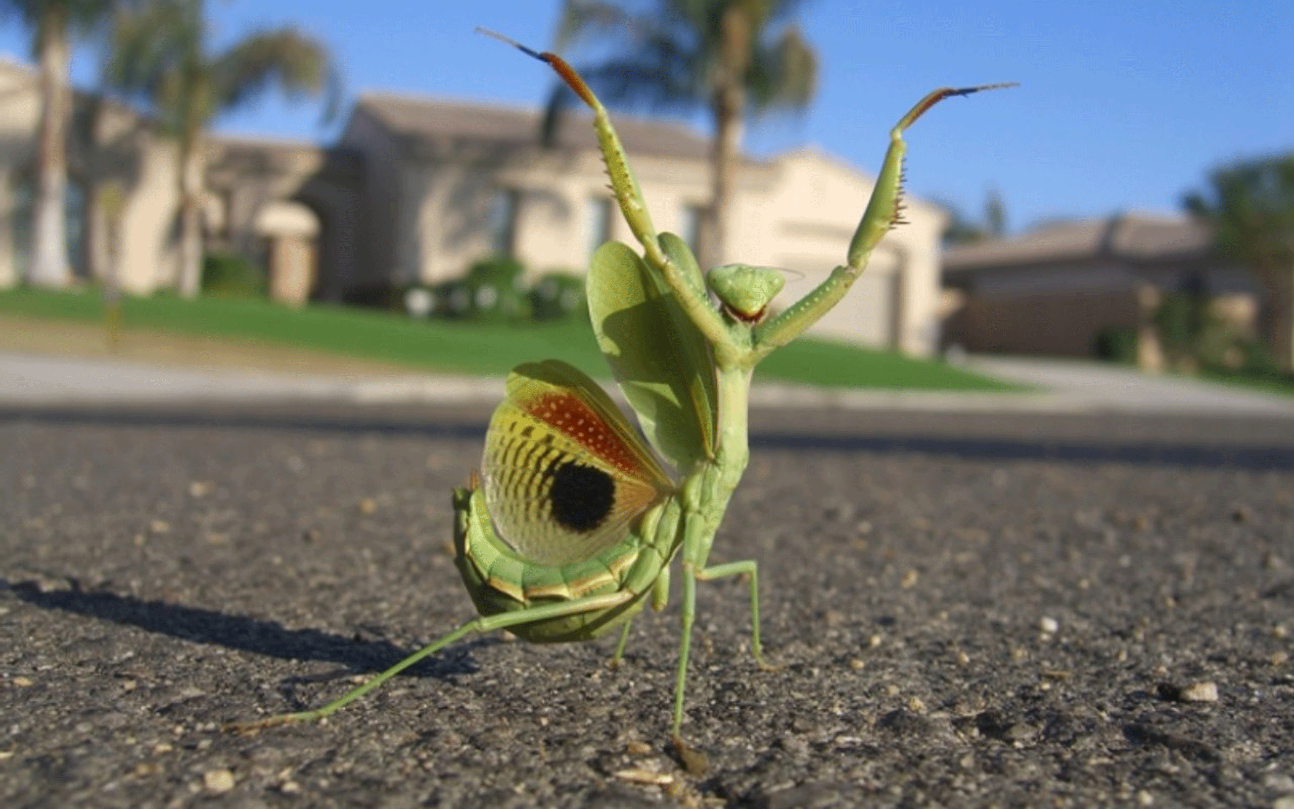 2560x1600 Praying Mantis HD Wallpaper and Background Image, Desktop