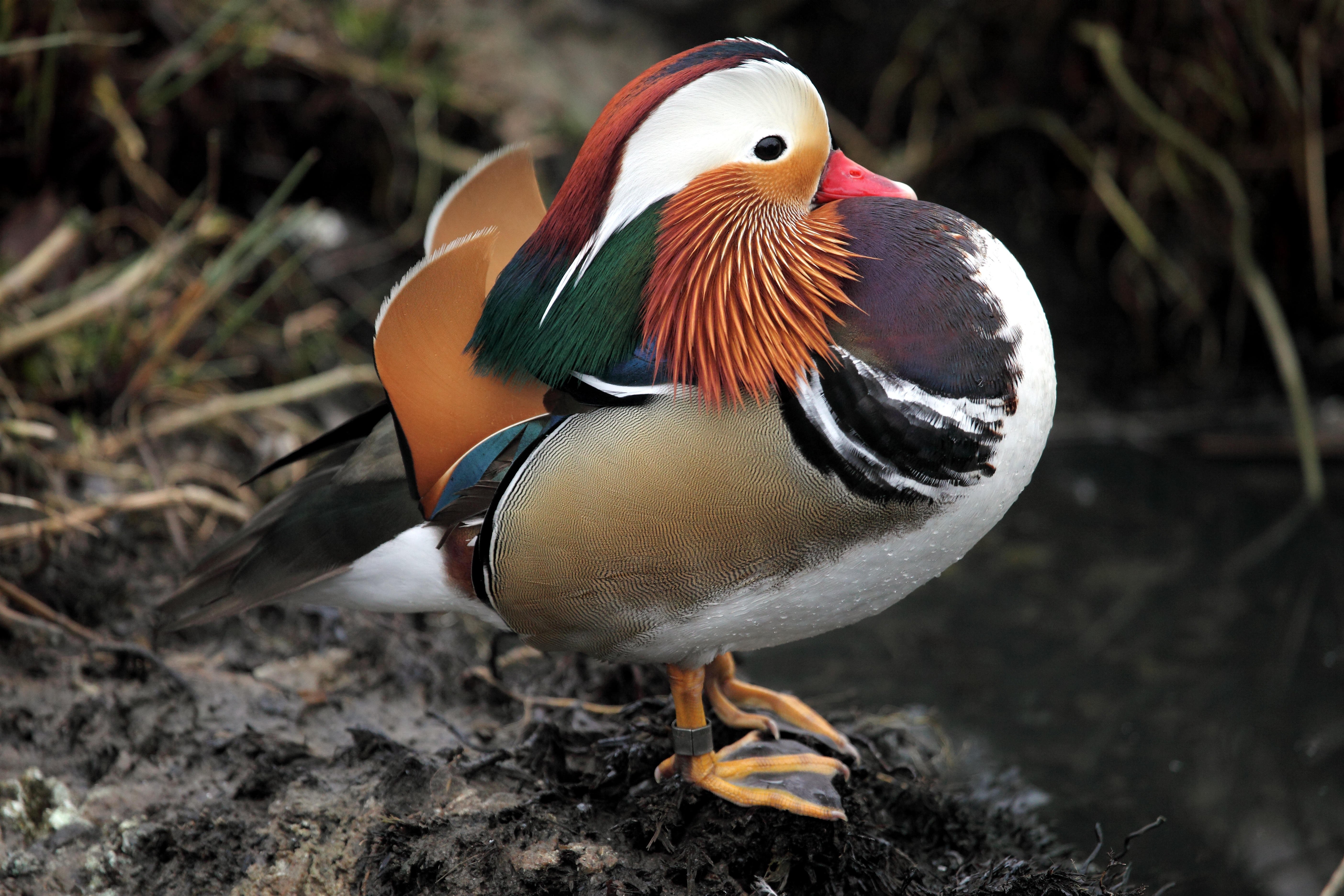 5620x3750 mandarin, Duck, Bird, Ducks, 58 Wallpaper HD / Desktop and Mobile Background, Desktop