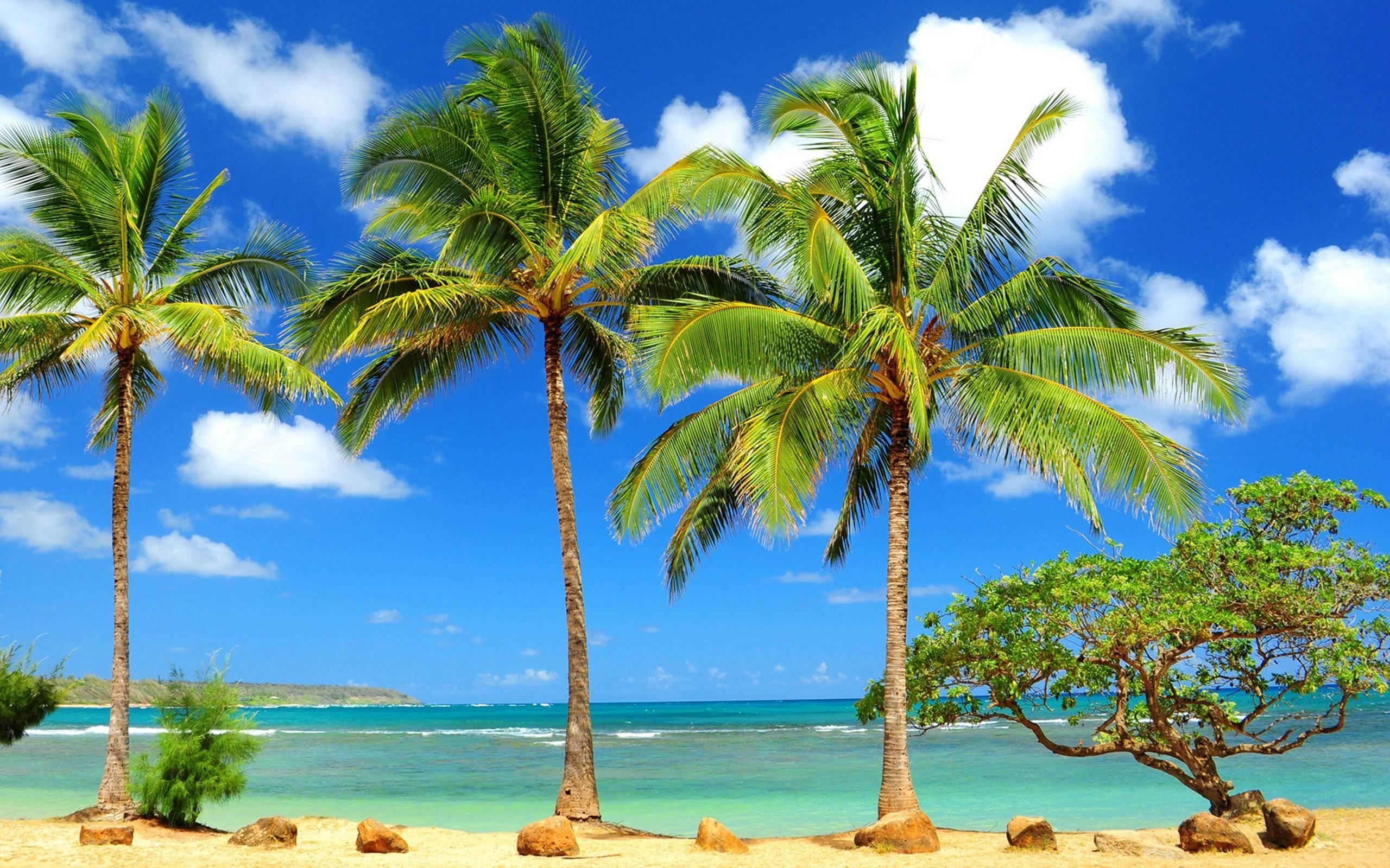 2560x1600 Palm Tree Wallpaper, Desktop