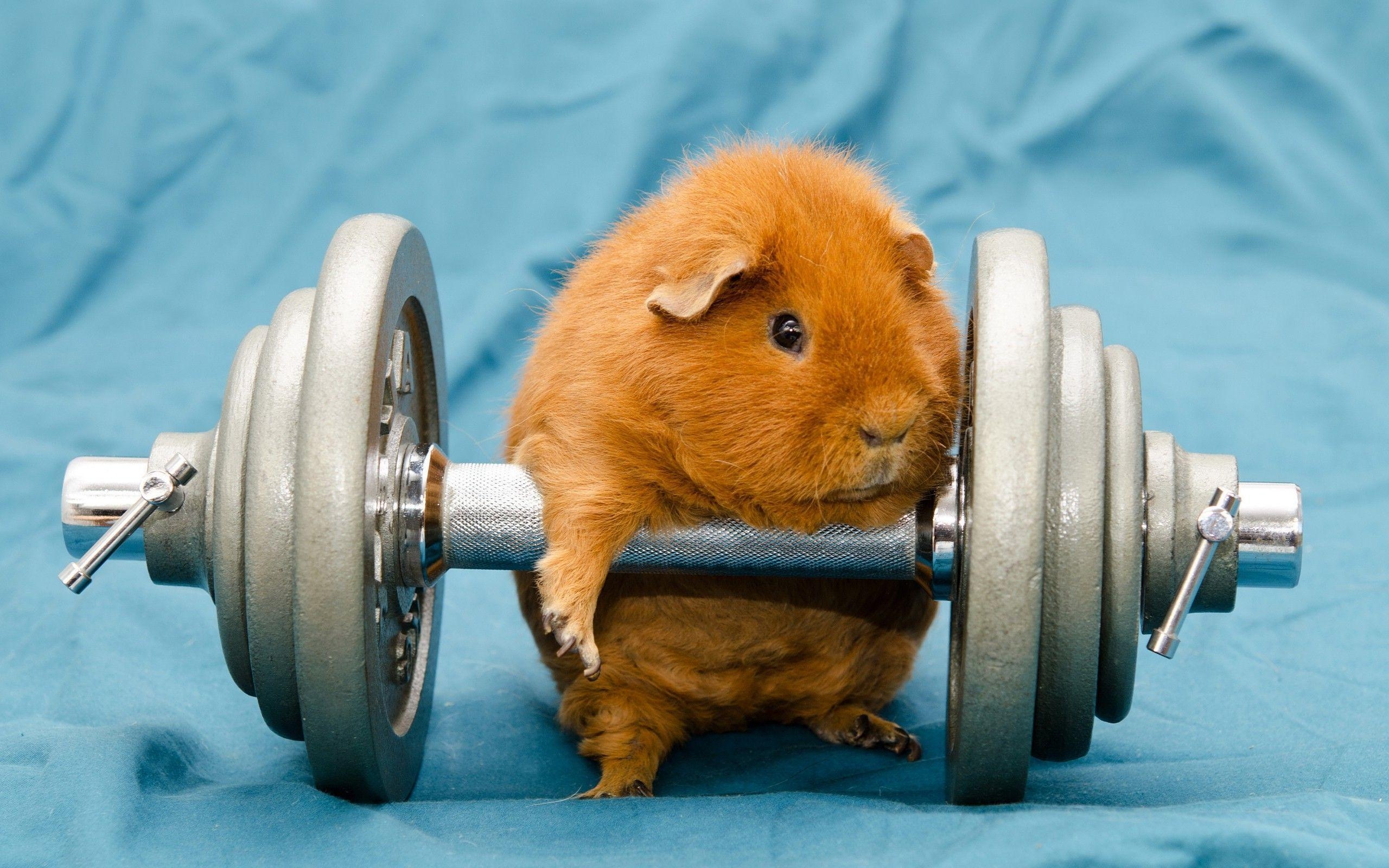 2560x1600 humor, Animals, Dumbbells, Gyms, Working Out, Guinea Pigs, Desktop