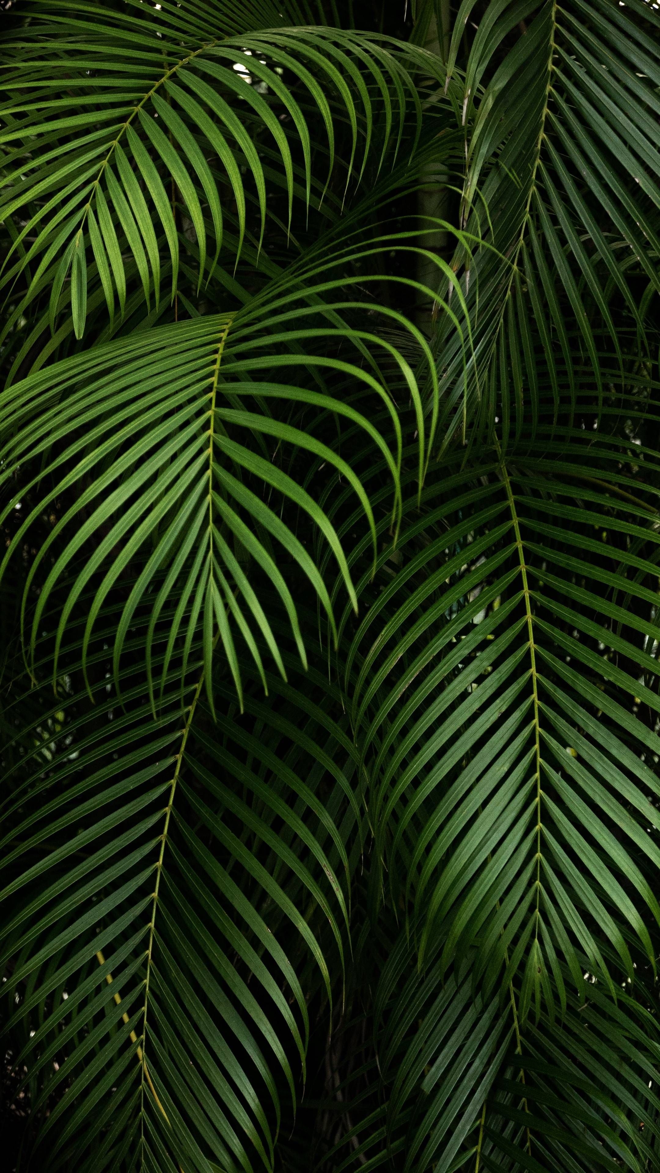 2160x3840 Download iPhone Xs, iPhone Xs Max, iPhone XR HD wallpaper branches, leaves, carved, green, plant,. Leaves wallpaper iphone, Green leaf wallpaper, Leaf wallpaper, Phone