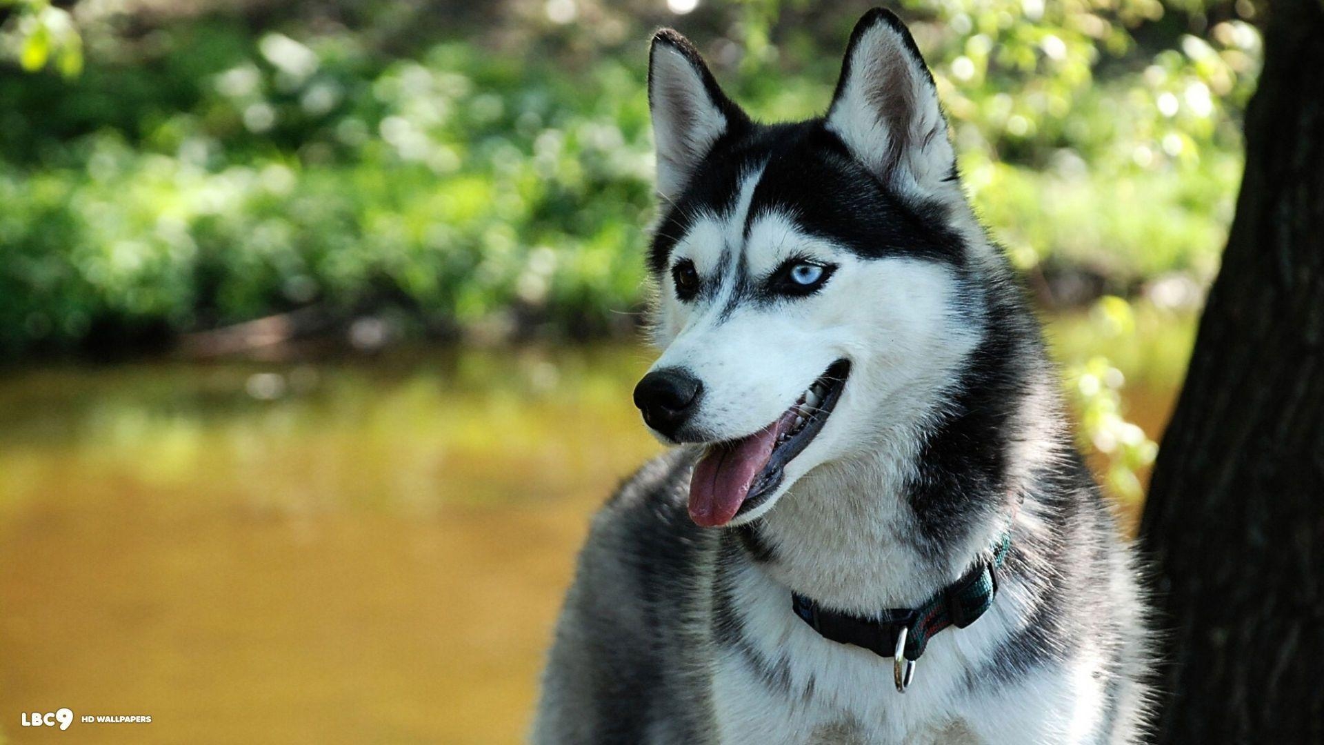 1920x1080 Wallnick.com. Siberian Husky Dog Wallpaper _06, Desktop