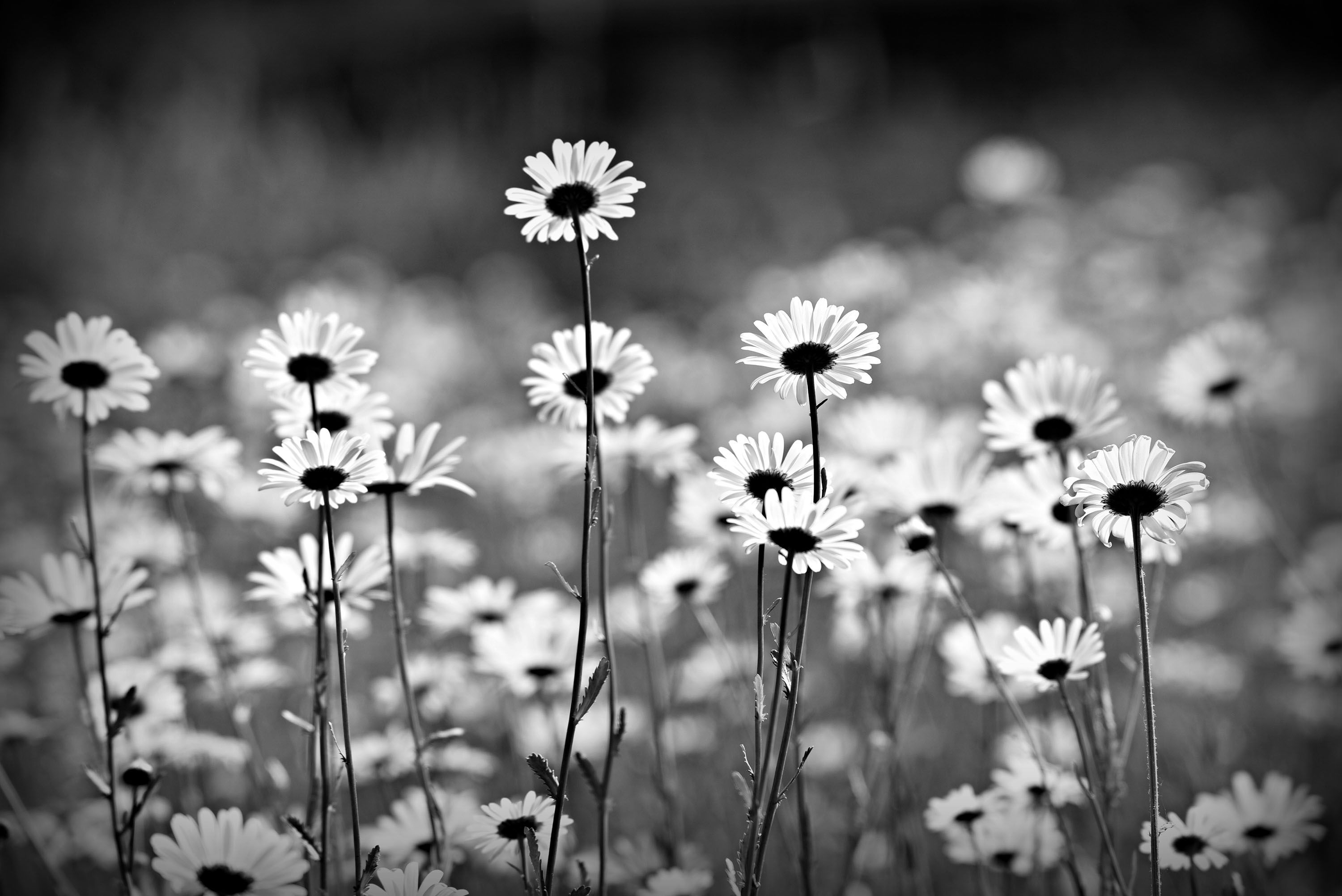 3000x2010 Black and White Daisy Wallpaper on.wallpaper.dog, Desktop