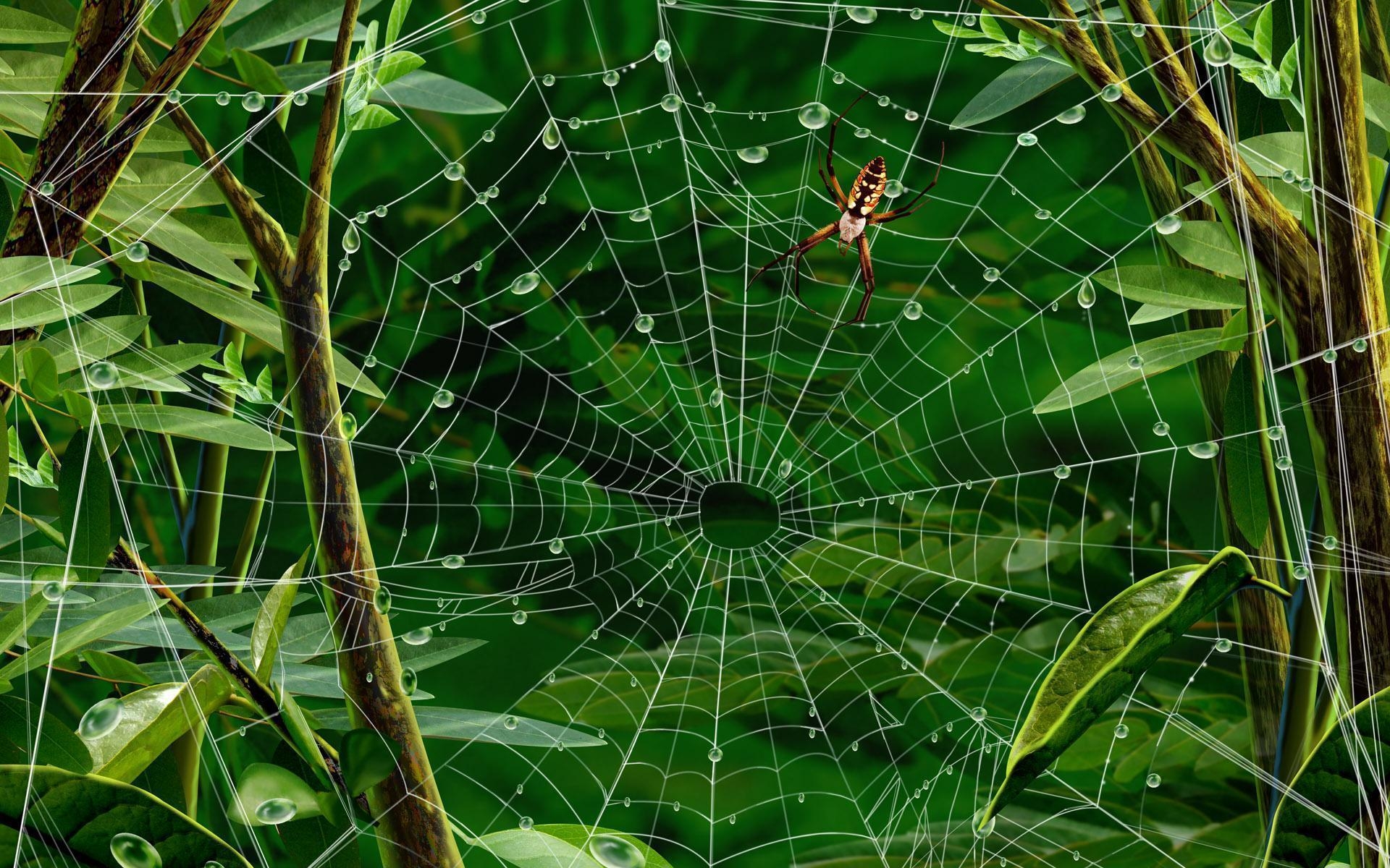 1920x1200 Spider Web Wallpaper, Desktop