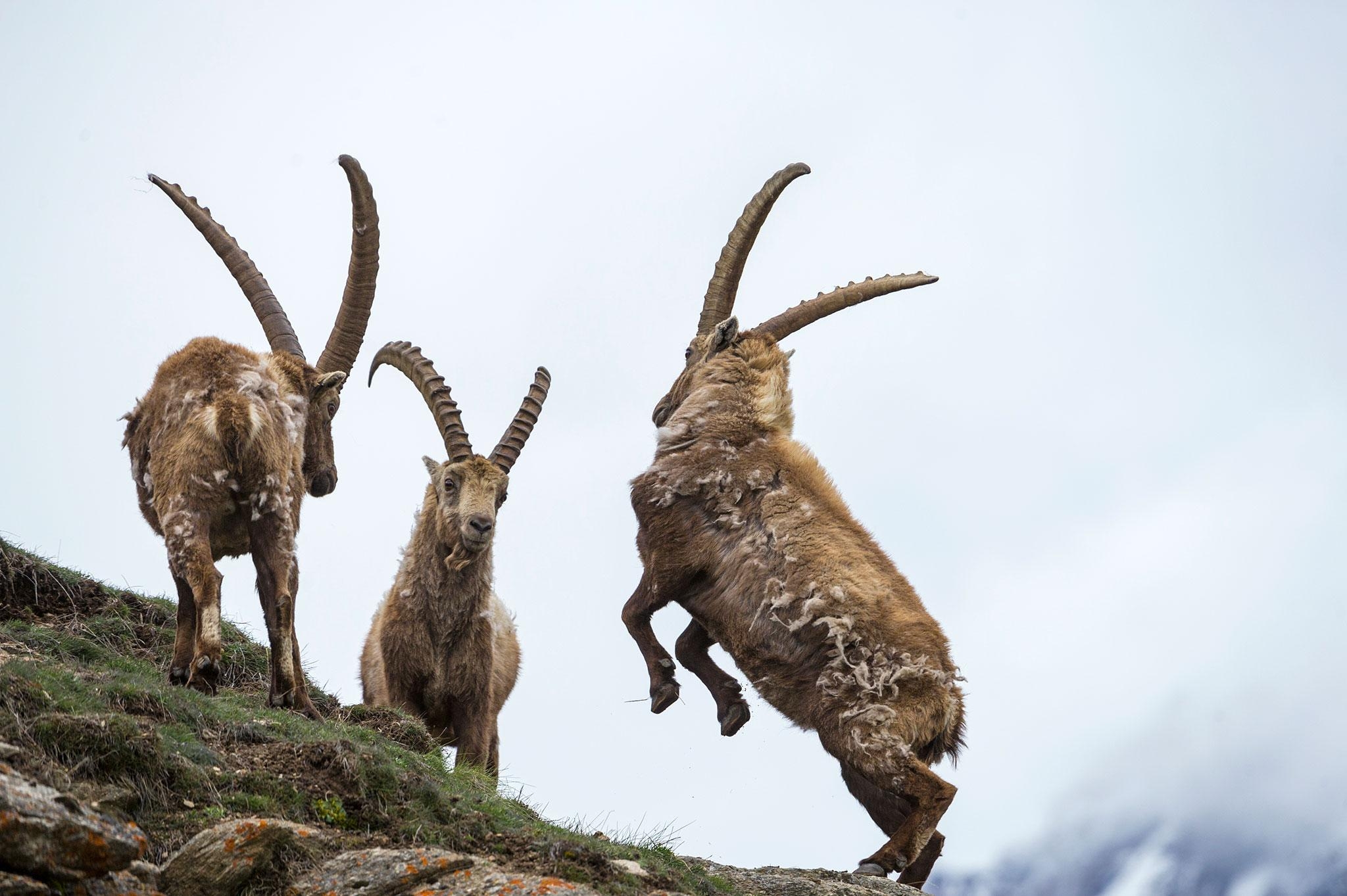 2050x1370 Bizarre Horns of the Animal Kingdom, Desktop