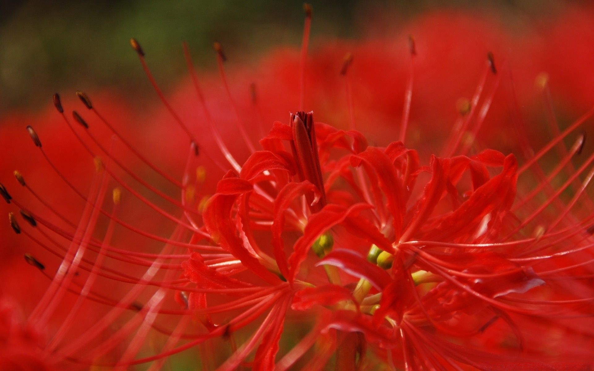 1920x1200 Red Spider Lily, Desktop