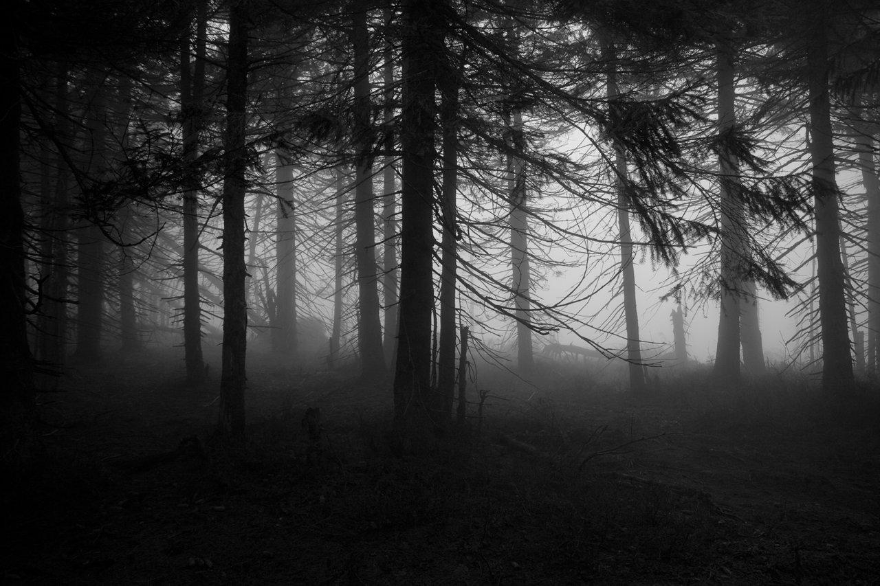 1280x860 Spooky Forest Wallpaper, Desktop