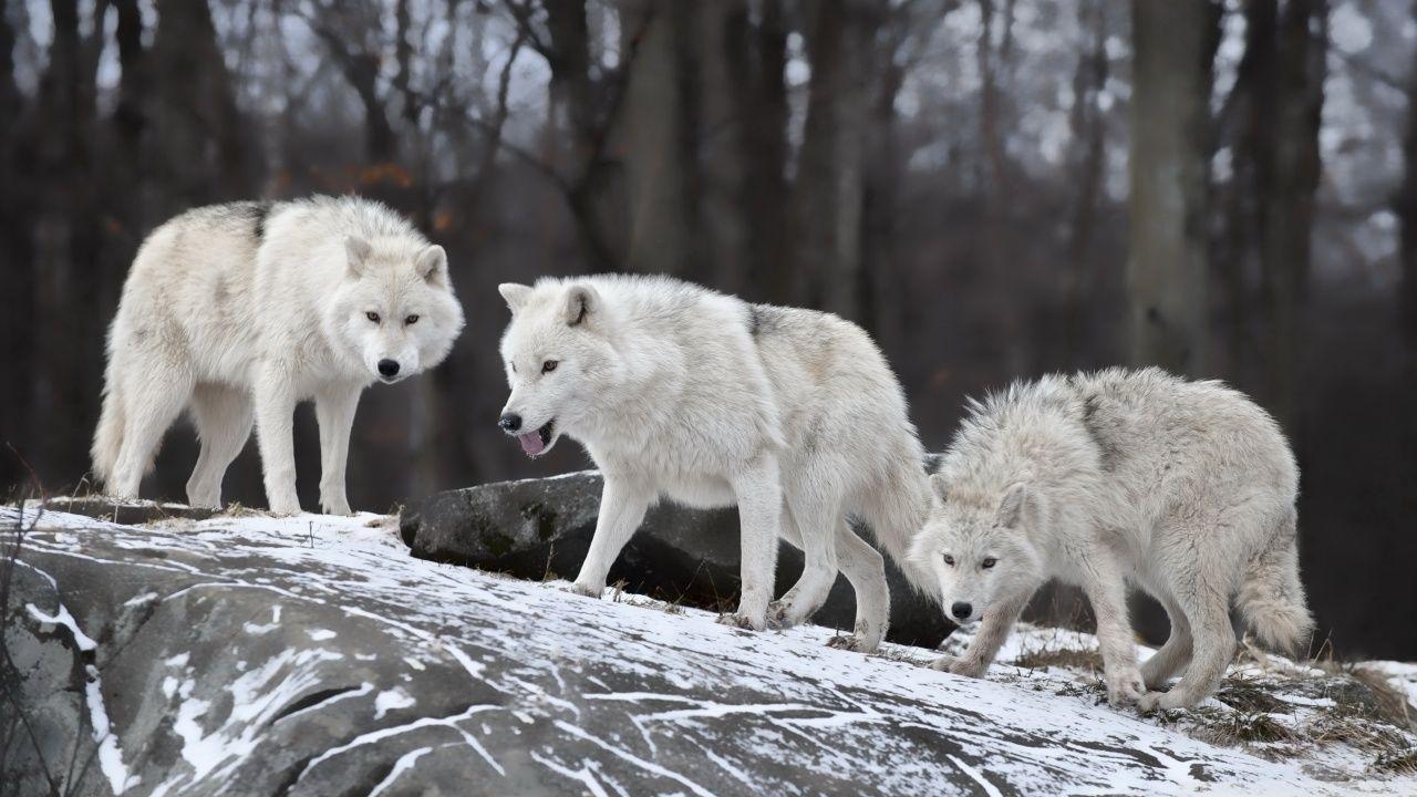 1280x720 White Wolves Pack ❤ 4K HD Desktop Wallpaper for 4K Ultra HD TV, Desktop