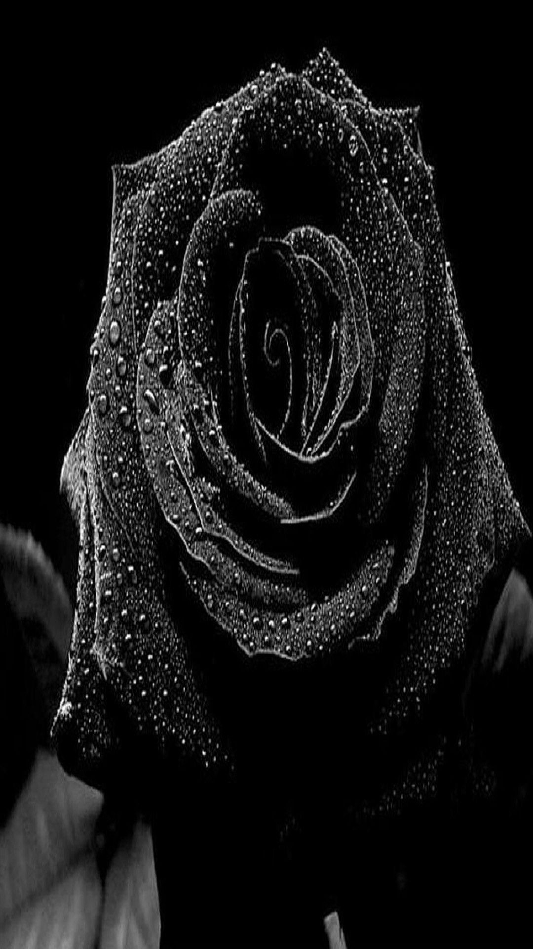 1080x1920 Dongetrabi Black Rose IPhone Wallpaper Image Data Src Black Wallpaper Download HD Wallpaper, Phone