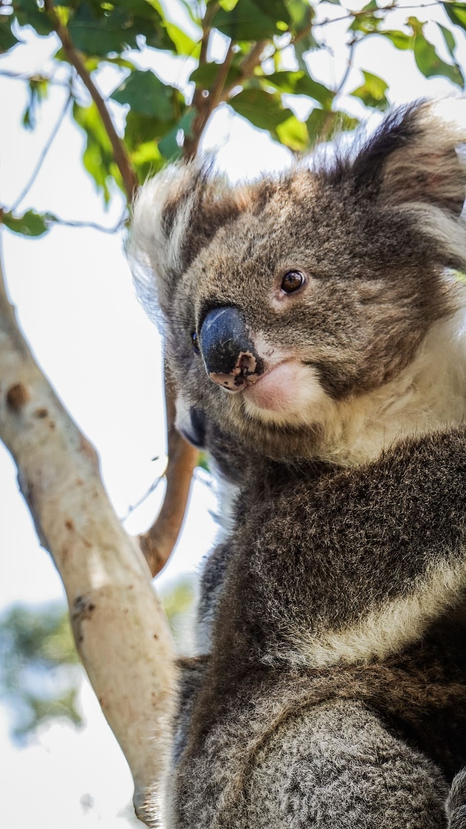 910x1620 HD wallpaper: gray koala bear on tree, animal, wildlife, Phone