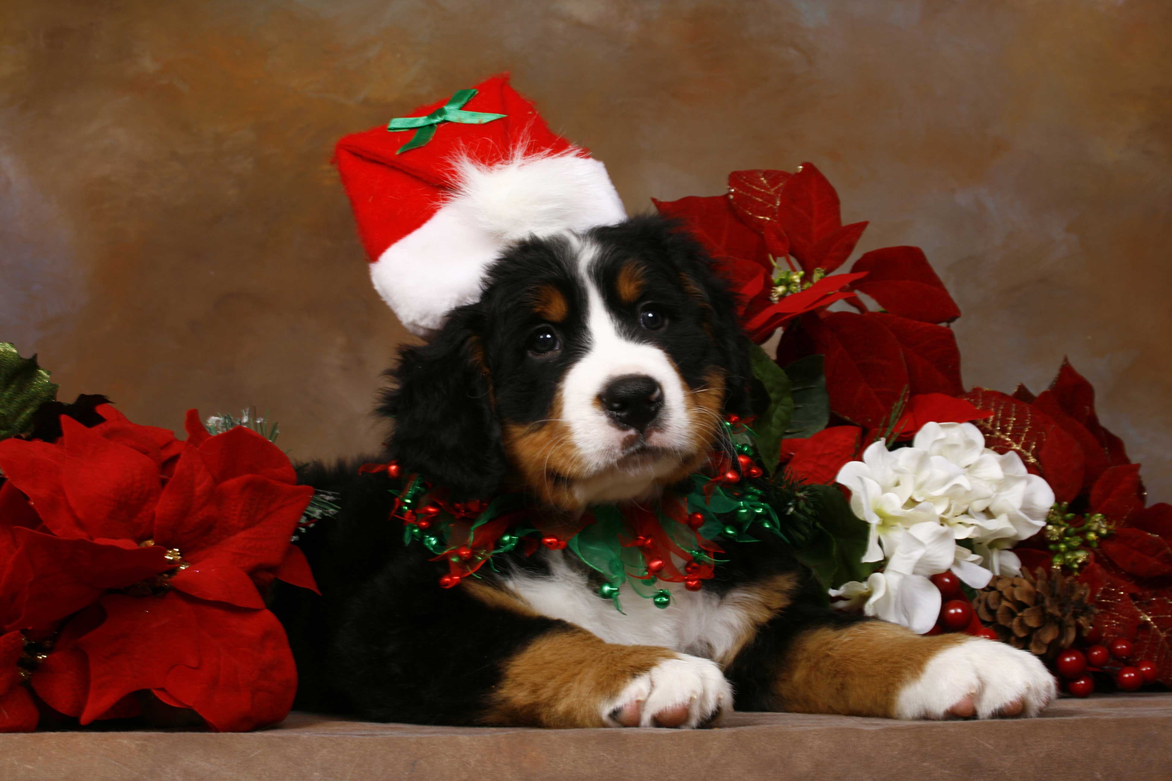 3890x2600 christmas dogs wallpaper free, Desktop