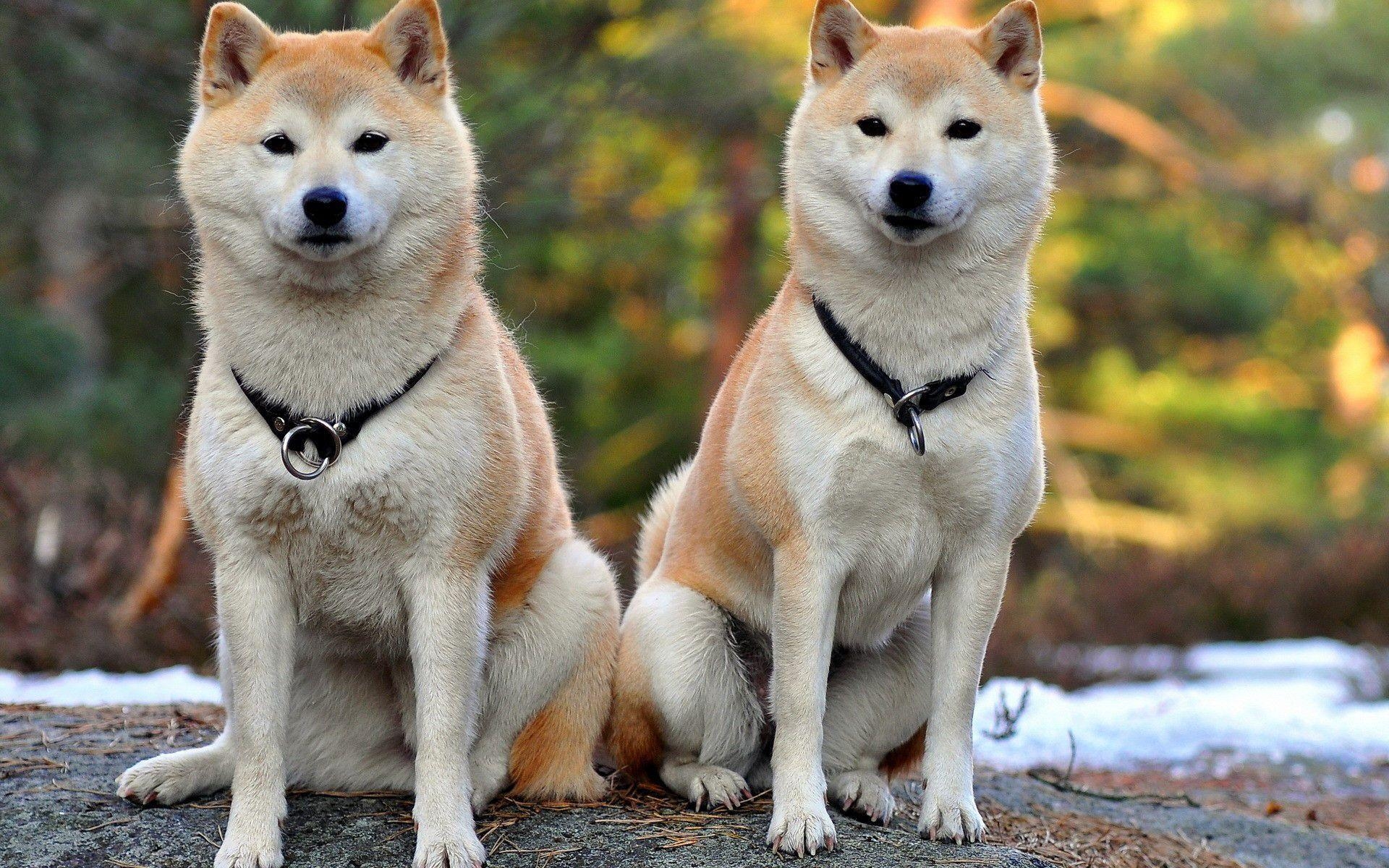 1920x1200 Download Japan Shiba Inu Dogs Wallpaper, Desktop