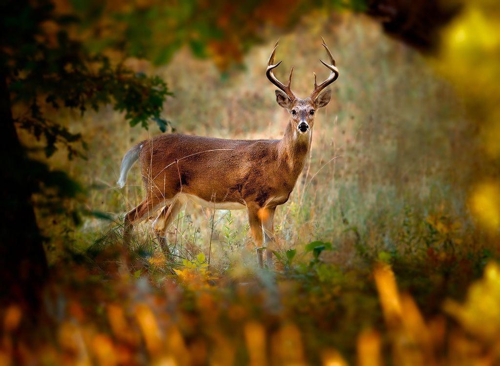 1030x750 Whitetail Deer Screensaver, Desktop