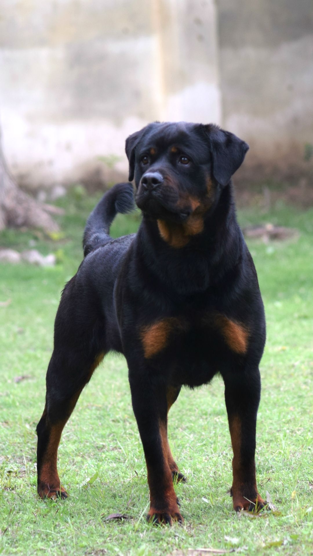 1080x1920 Animal Rottweiler () Wallpaper, Phone