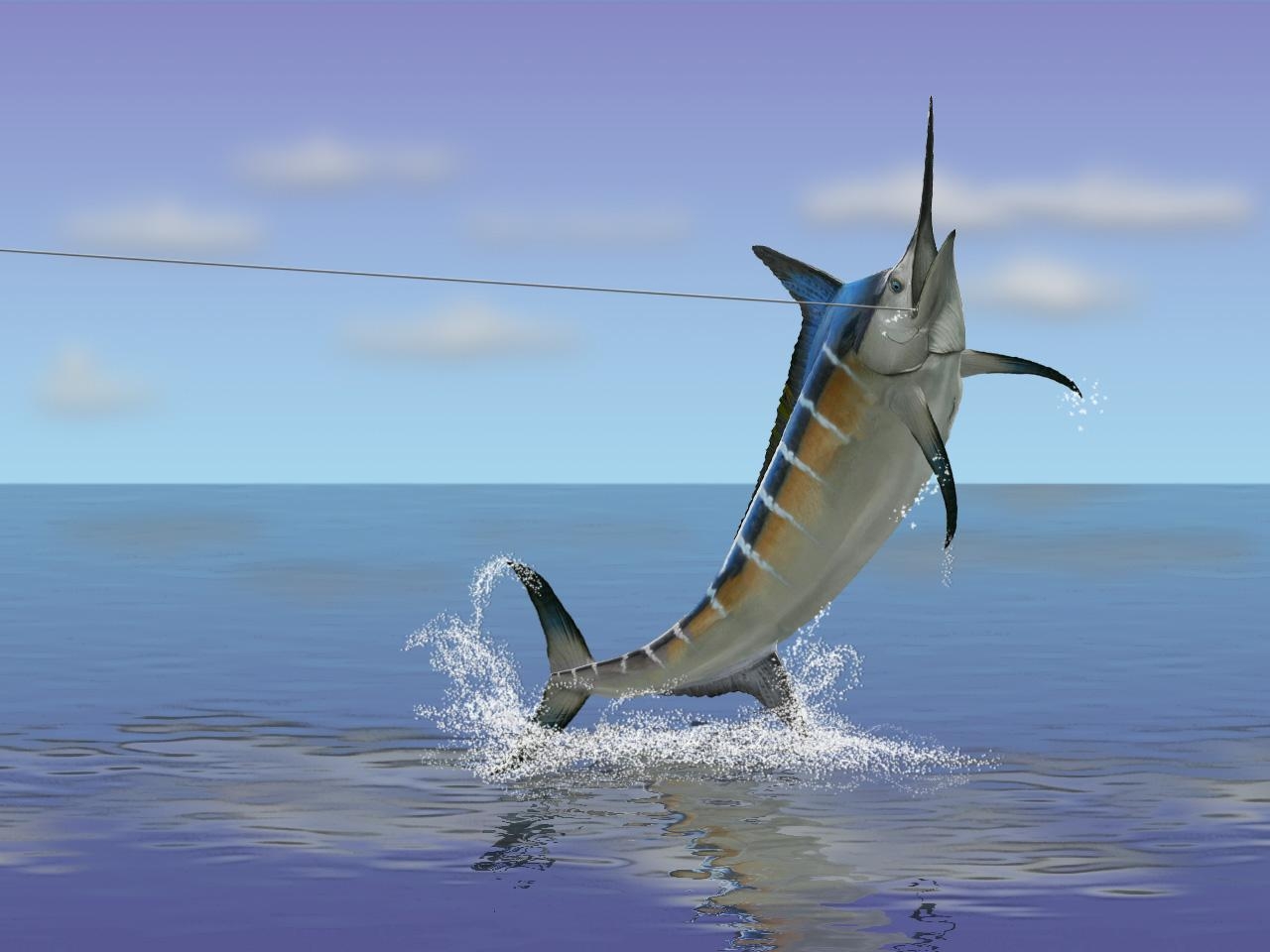 1280x960 Swordfish Background. Swordfish, Desktop