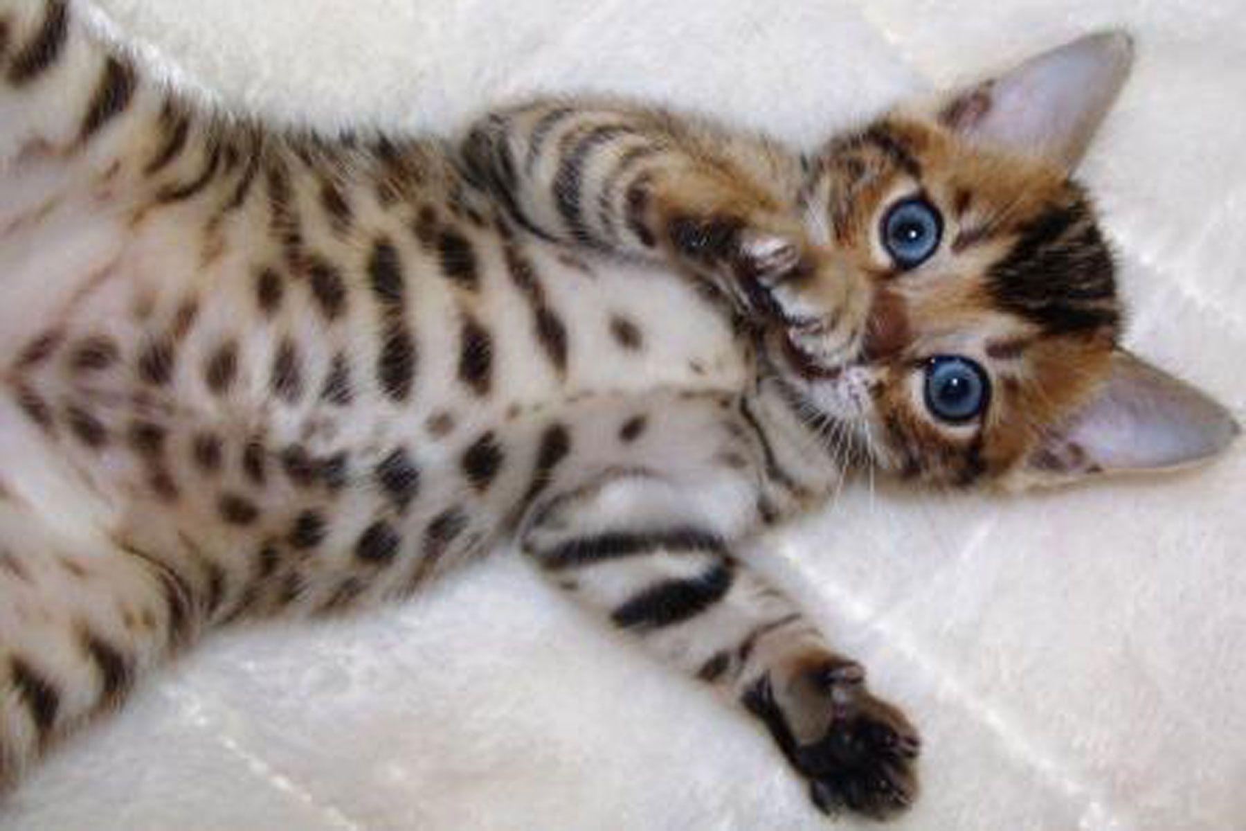 1800x1200 Bengal Cat wallpaper, Animal, HQ Bengal Cat pictureK Wallpaper, Desktop