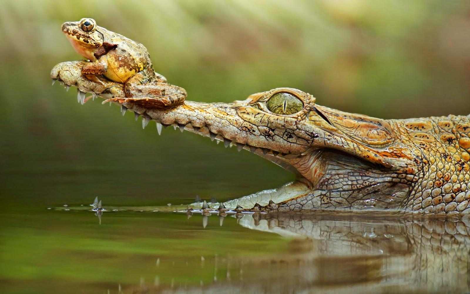 1600x1000 Crocodile With A Frog On His Snout. HD Crocodile Wallpaper, Desktop