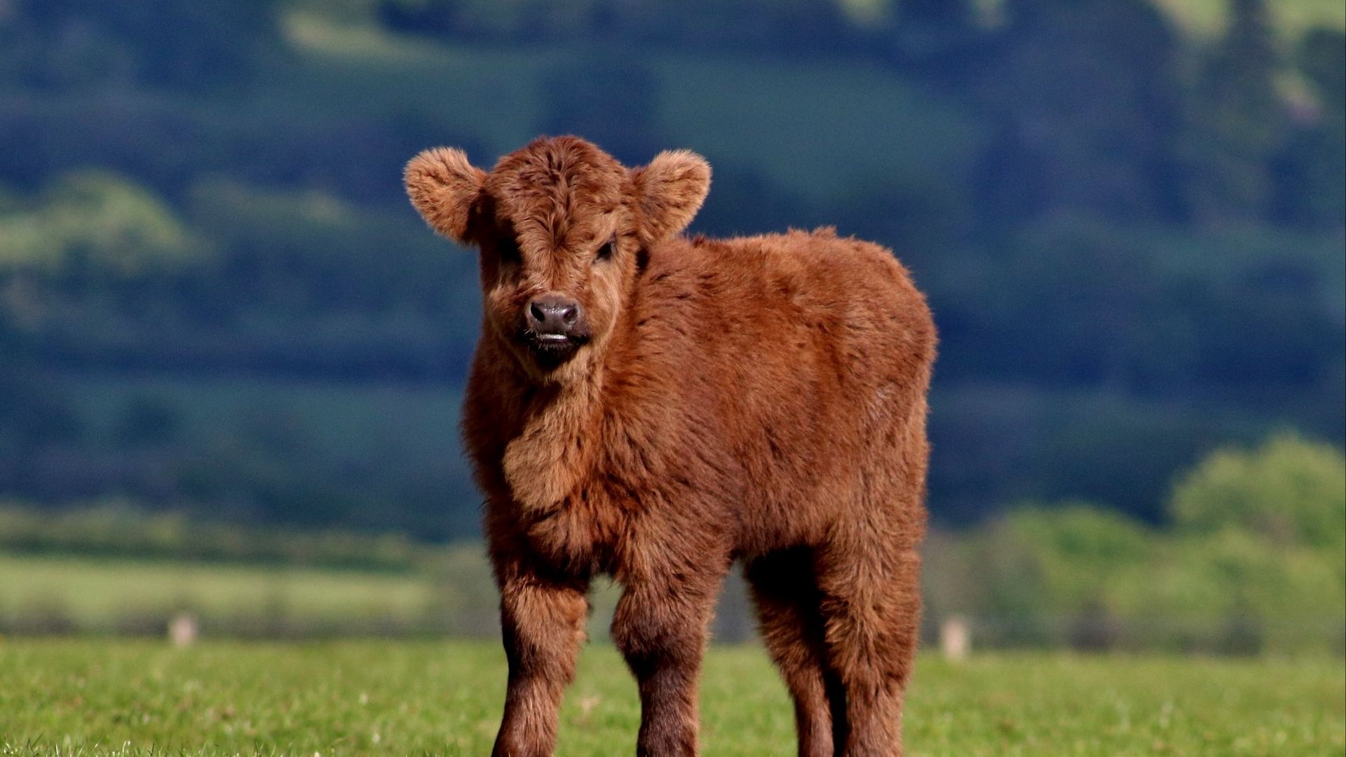 1920x1080 Wallpaper Calf, Cow, Fluffy, Grass, Desktop