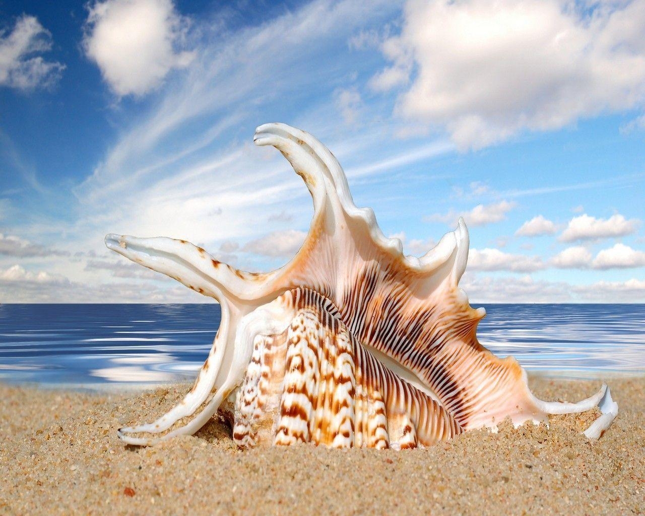 1280x1030 Download Seashells Wallpaper 1920x1080 #, Desktop