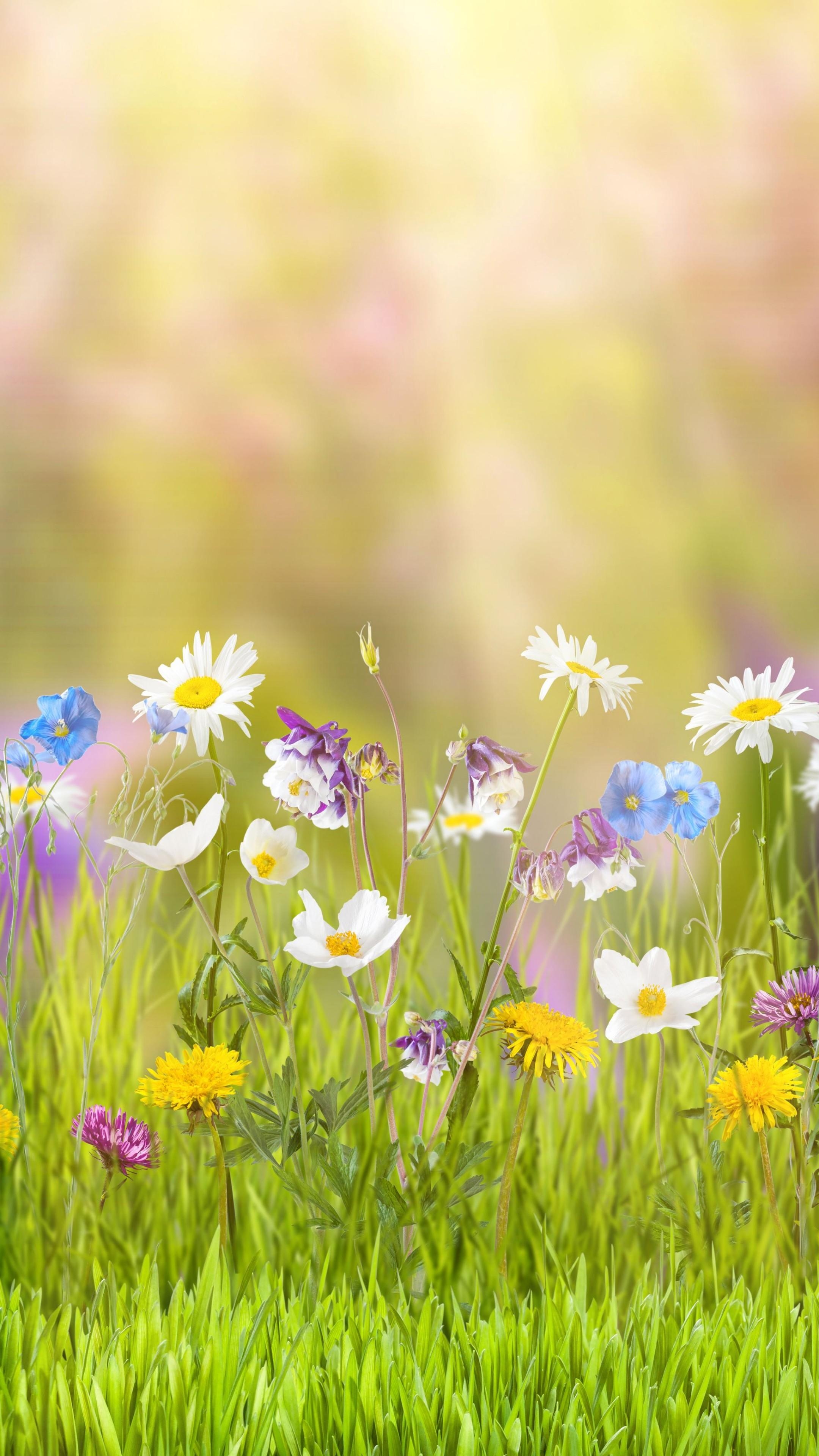 2160x3840 Wallpaper flower, 5k, 4k wallpaper, field, spring, Nature, Phone