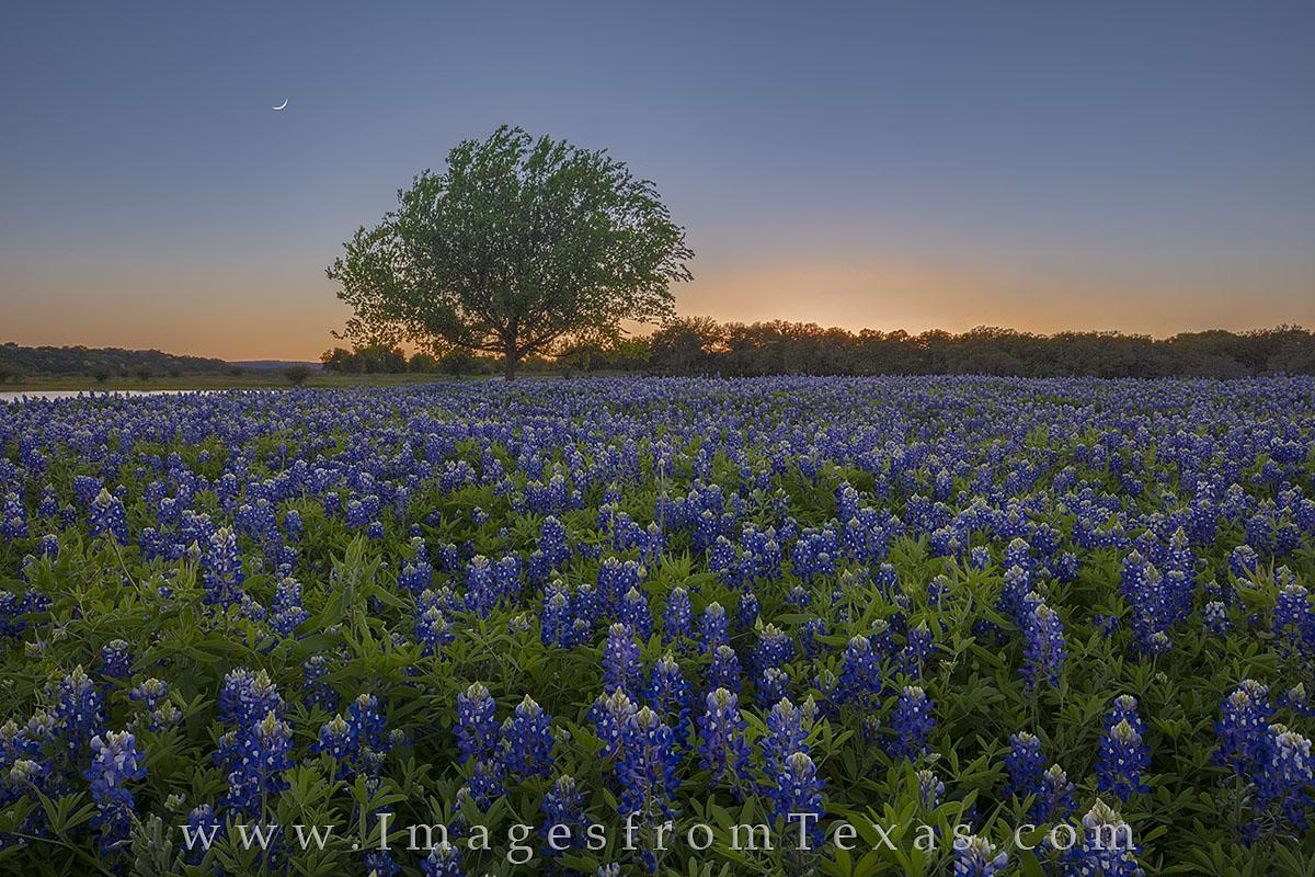 1200x800 Texas Bluebonnets Image and Prints. Image from Texas, Desktop