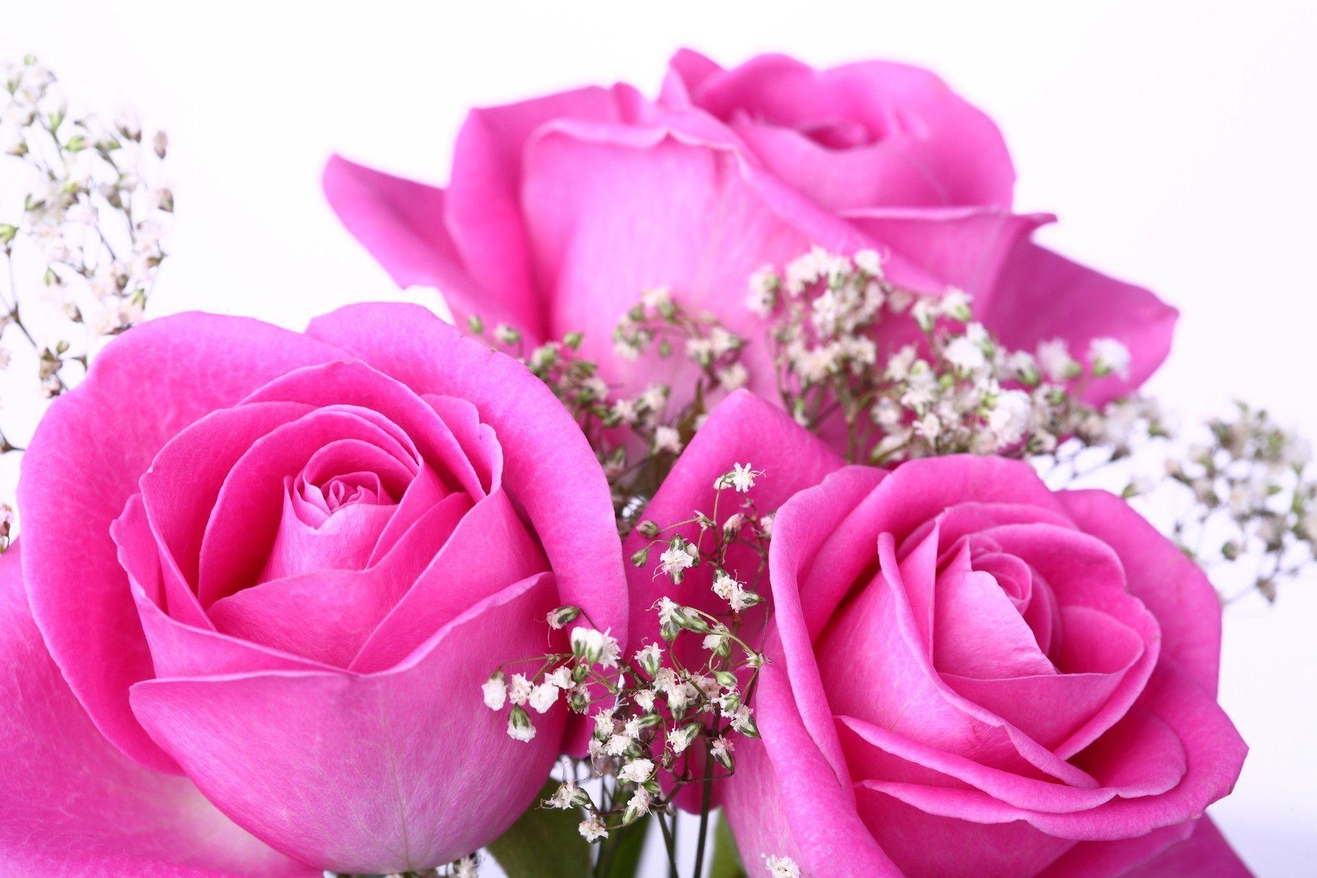 1920x1280 Pink Roses Wallpaper, Desktop