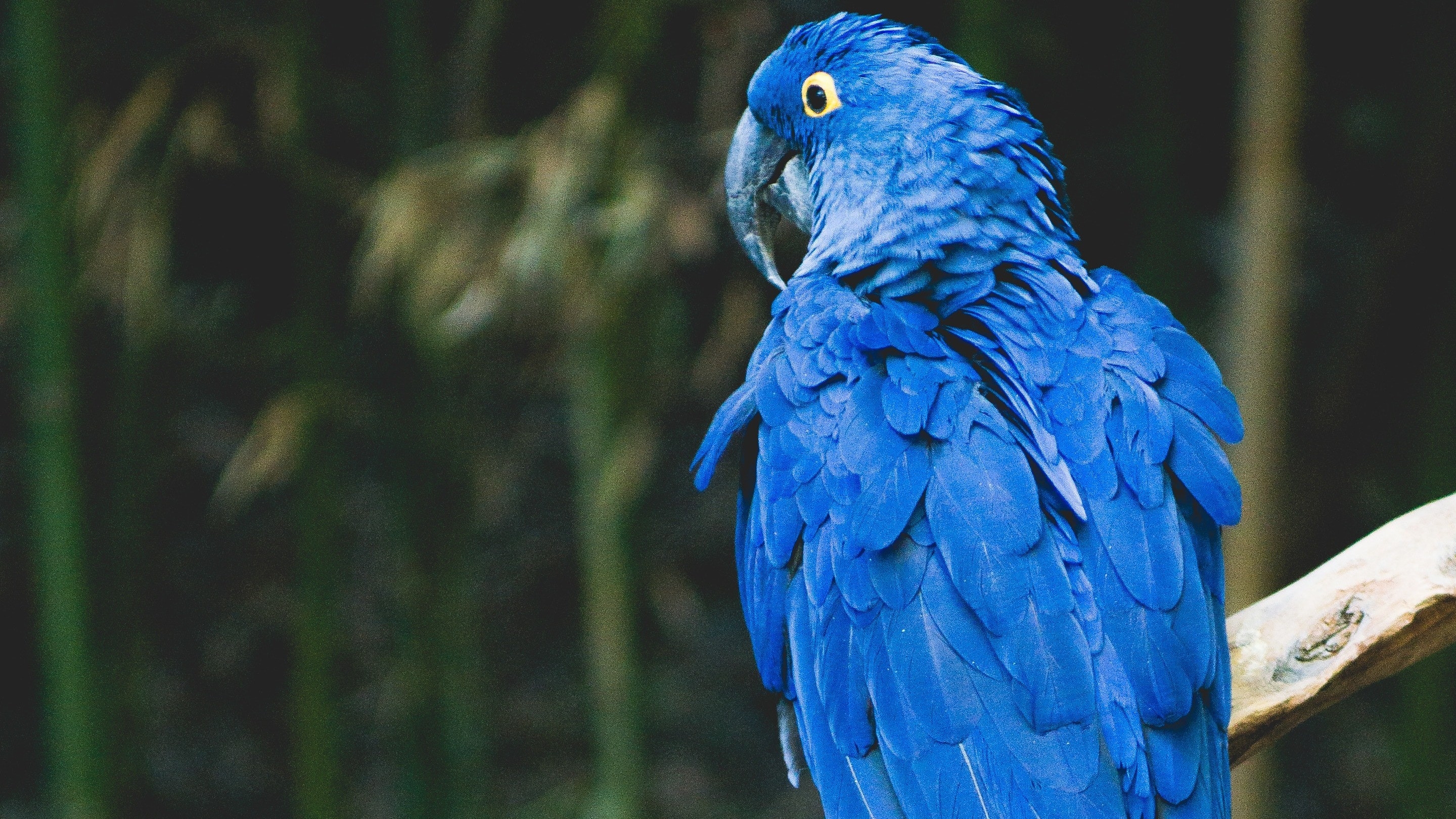 2880x1620 Blue Parrot 3K Background Photo, Desktop