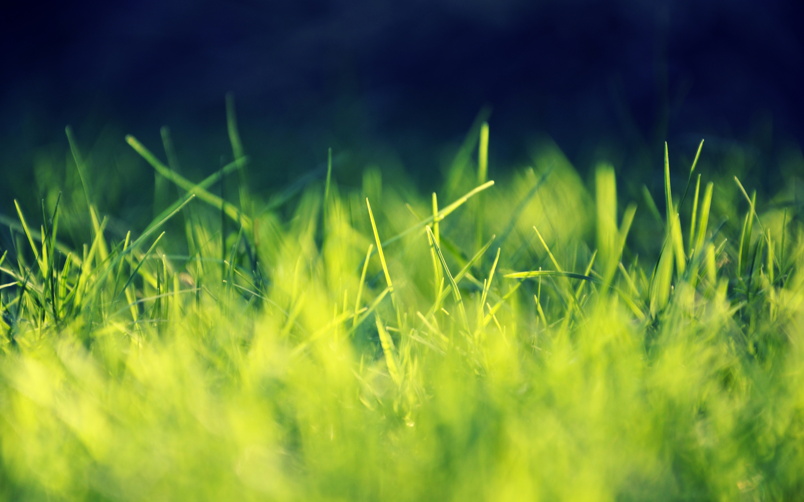 2560x1600 Cool Grass Wallpaper Hd Wallpaper, Desktop