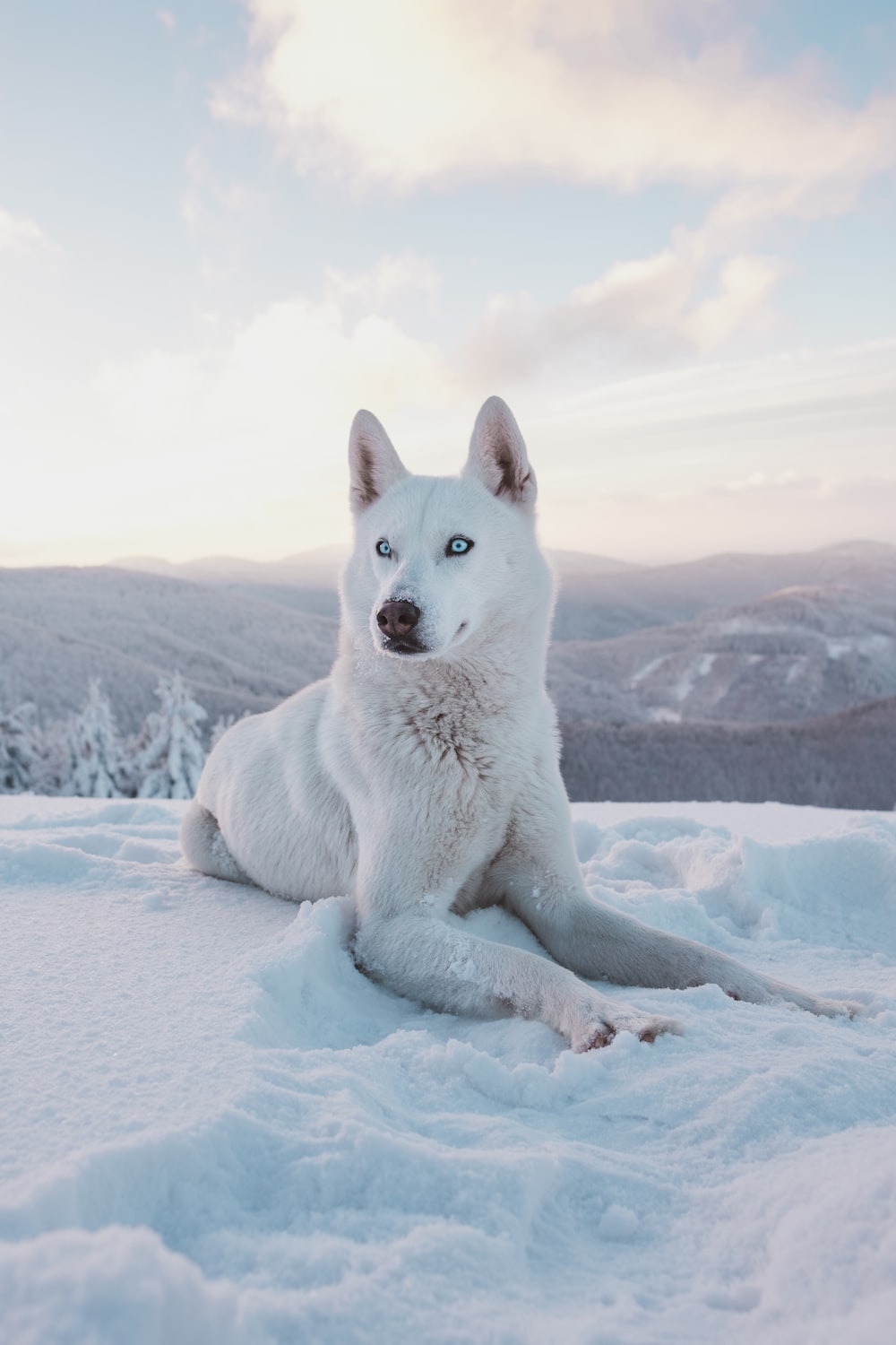 1000x1500 Husky Wallpaper: Free HD Download [HQ], Phone