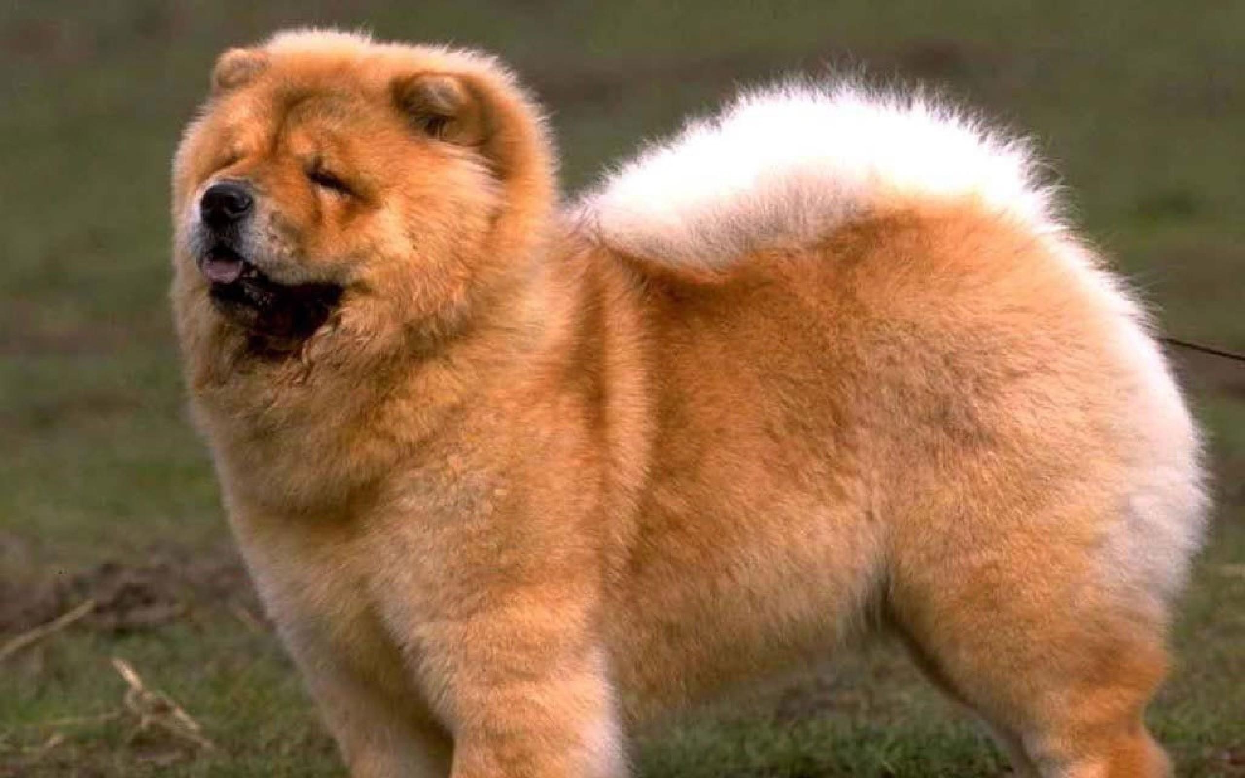 2560x1600 Free Chow Chow Wallpaper SL2ZY, Desktop