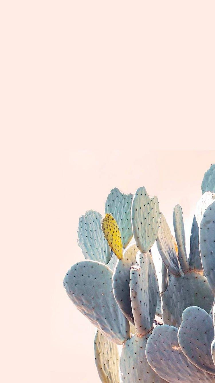 750x1340 cactus, desert. A T L A S. Cute wallpaper, Phone