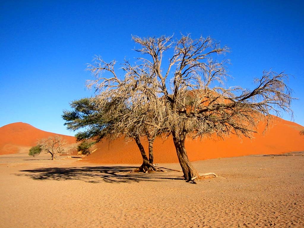 1030x770 Namibia Wallpaper: Desert, Dunes, Zebra, Etosha National Park, Desktop