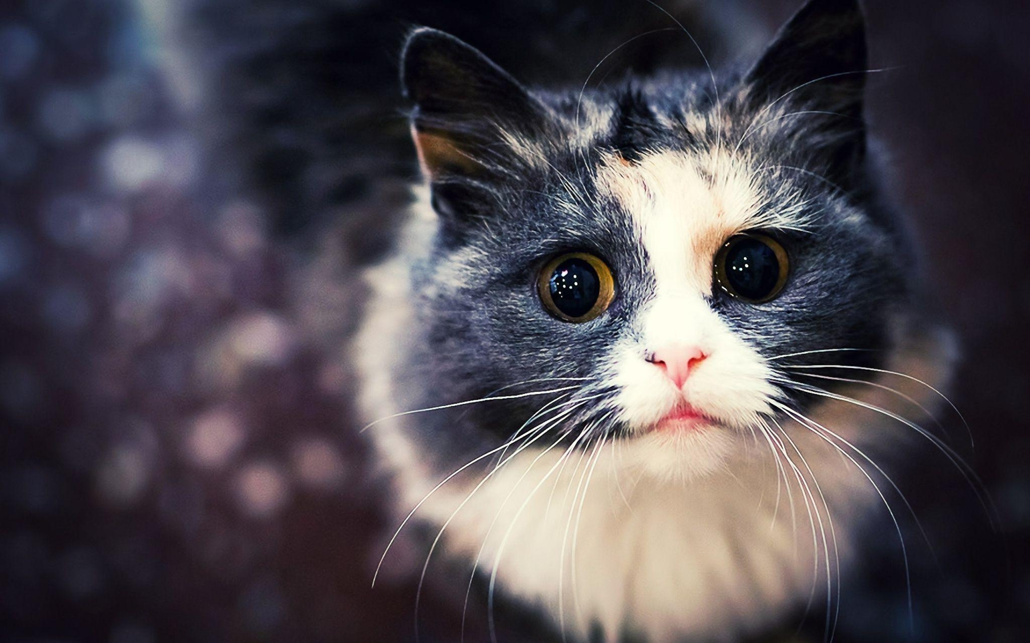 2050x1280 Download HD cat wallpaper tumblr, Desktop