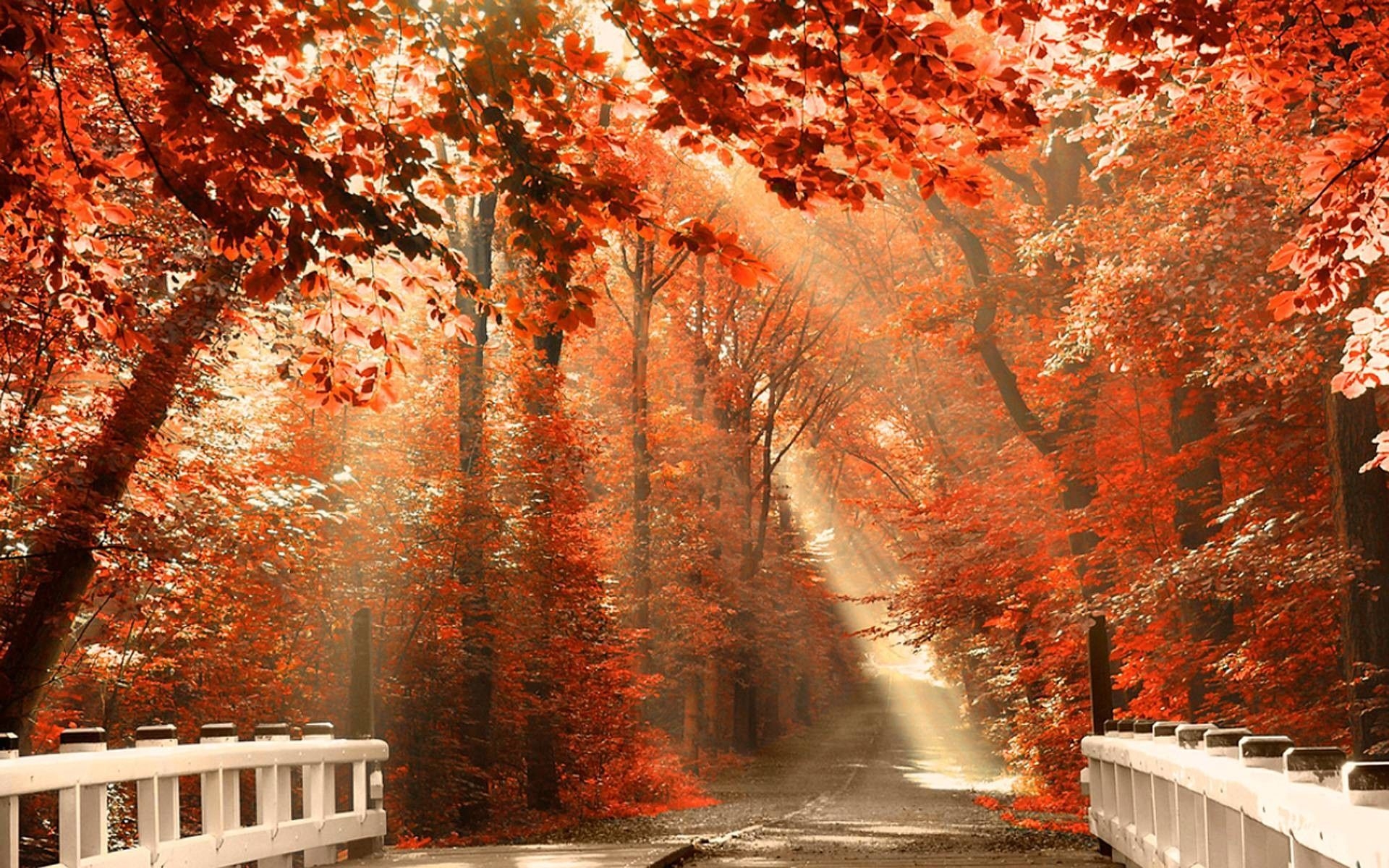 1920x1200 Fall Aesthetic Laptop Wallpaper HD, Desktop