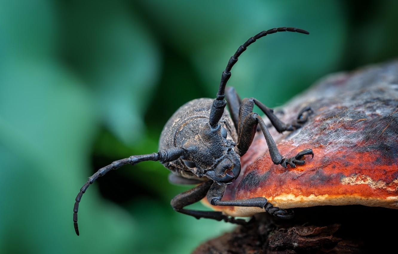 1340x850 Wallpaper mushroom, Beetle, insect image for desktop, Desktop