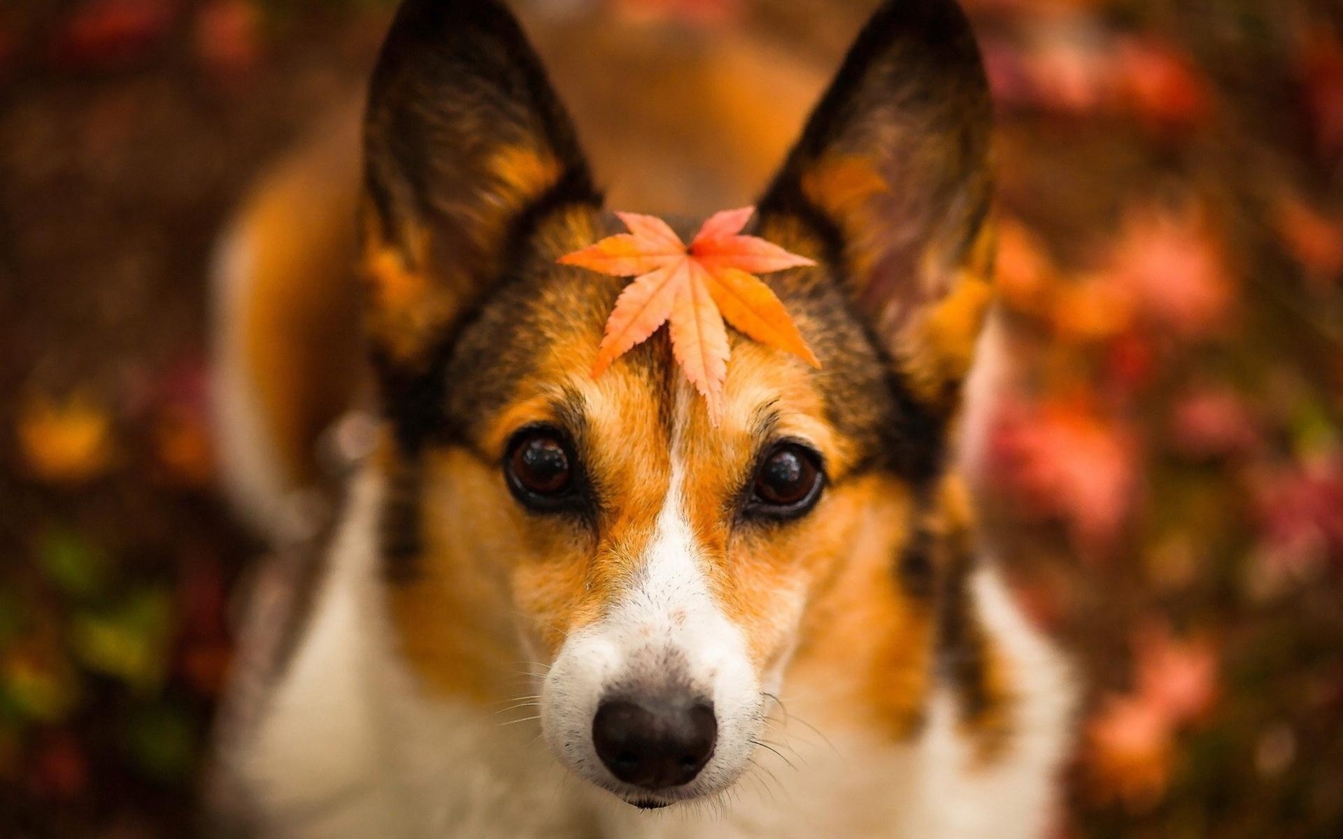 1920x1200 Wallpaper Autumn dog, red leaves, fuzzy background  HD, Desktop