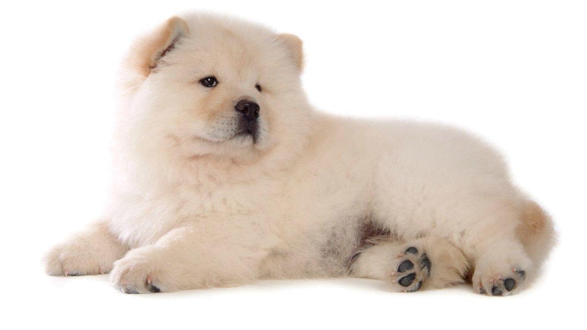 1200x680 Awesome Chow Chow wallpaper for iPhone, iPad, Desktop