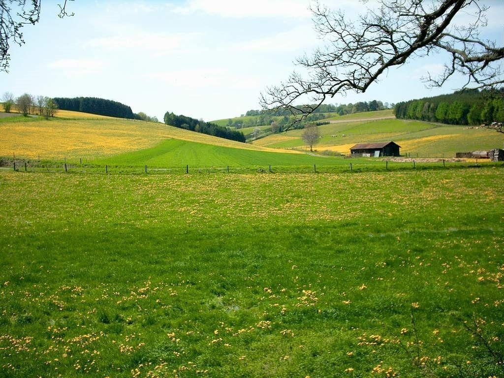 1030x770 Spring Meadow Wallpaper, Desktop