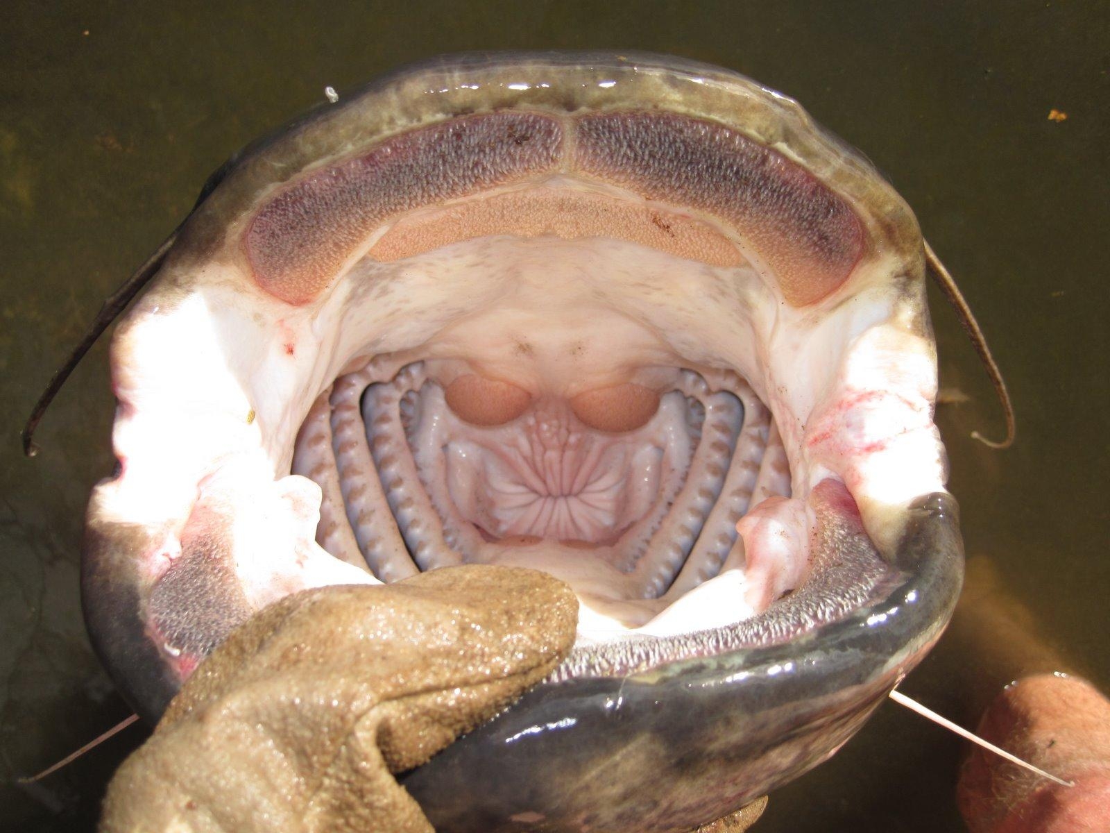 1600x1200 Wels catfish monitoring. CAE MAB network, Desktop