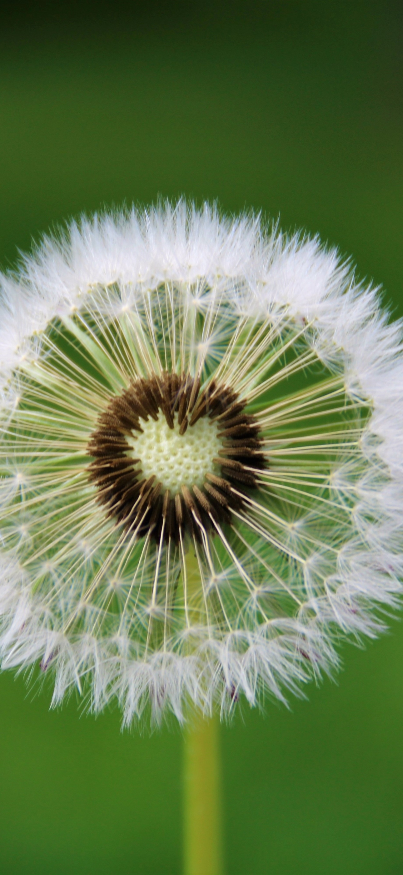 1290x2800 Dandelion flower Wallpaper 4K, White, Green background, Flowers, Phone