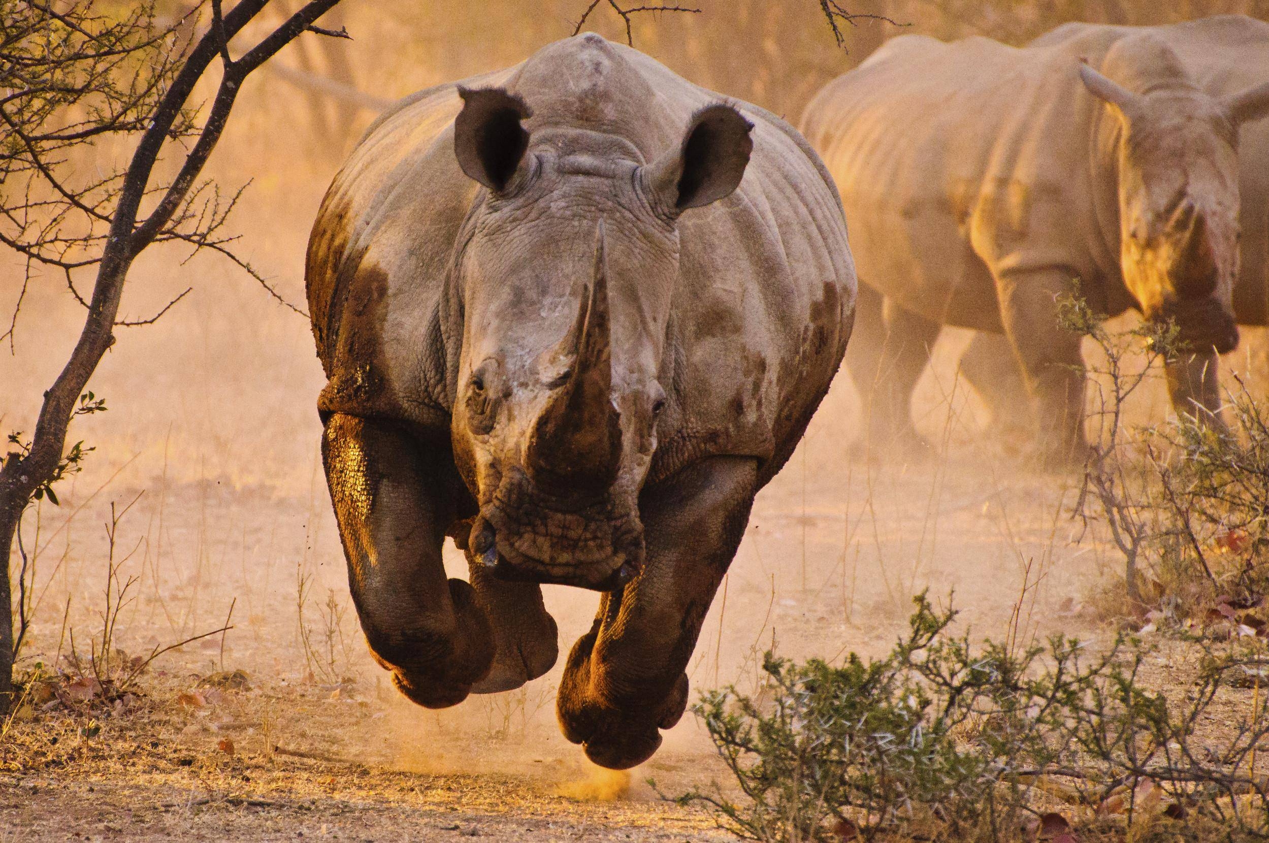 2500x1660 Rhino HD Wallpaper, Desktop