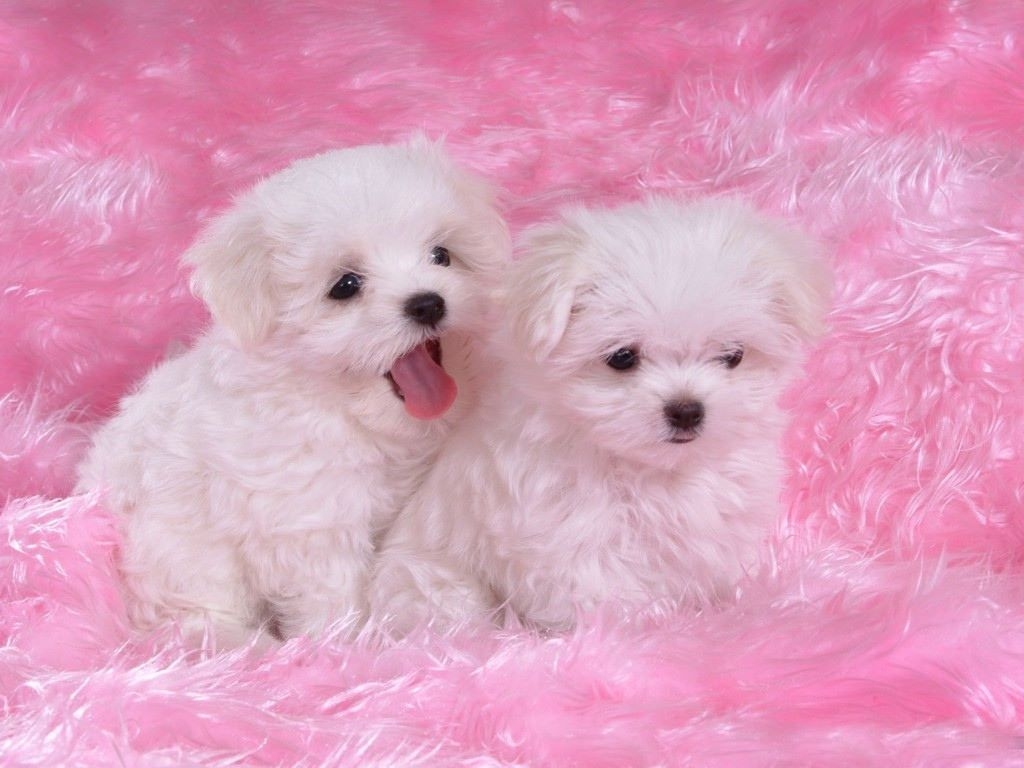 1030x770 Cute Puppy Puppies Wallpaper 03. Cute Puppy Wallpaper, Puppies, Cute Dogs, Desktop