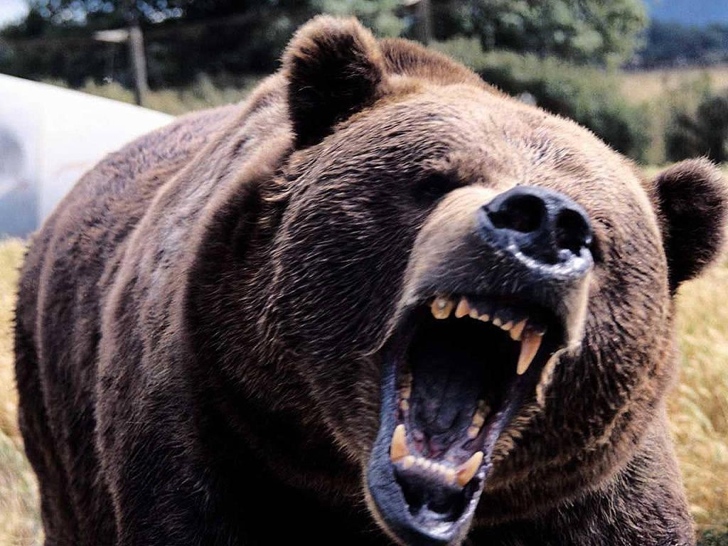 1030x770 Wallpaper For > Angry Grizzly Bear Wallpaper, Desktop