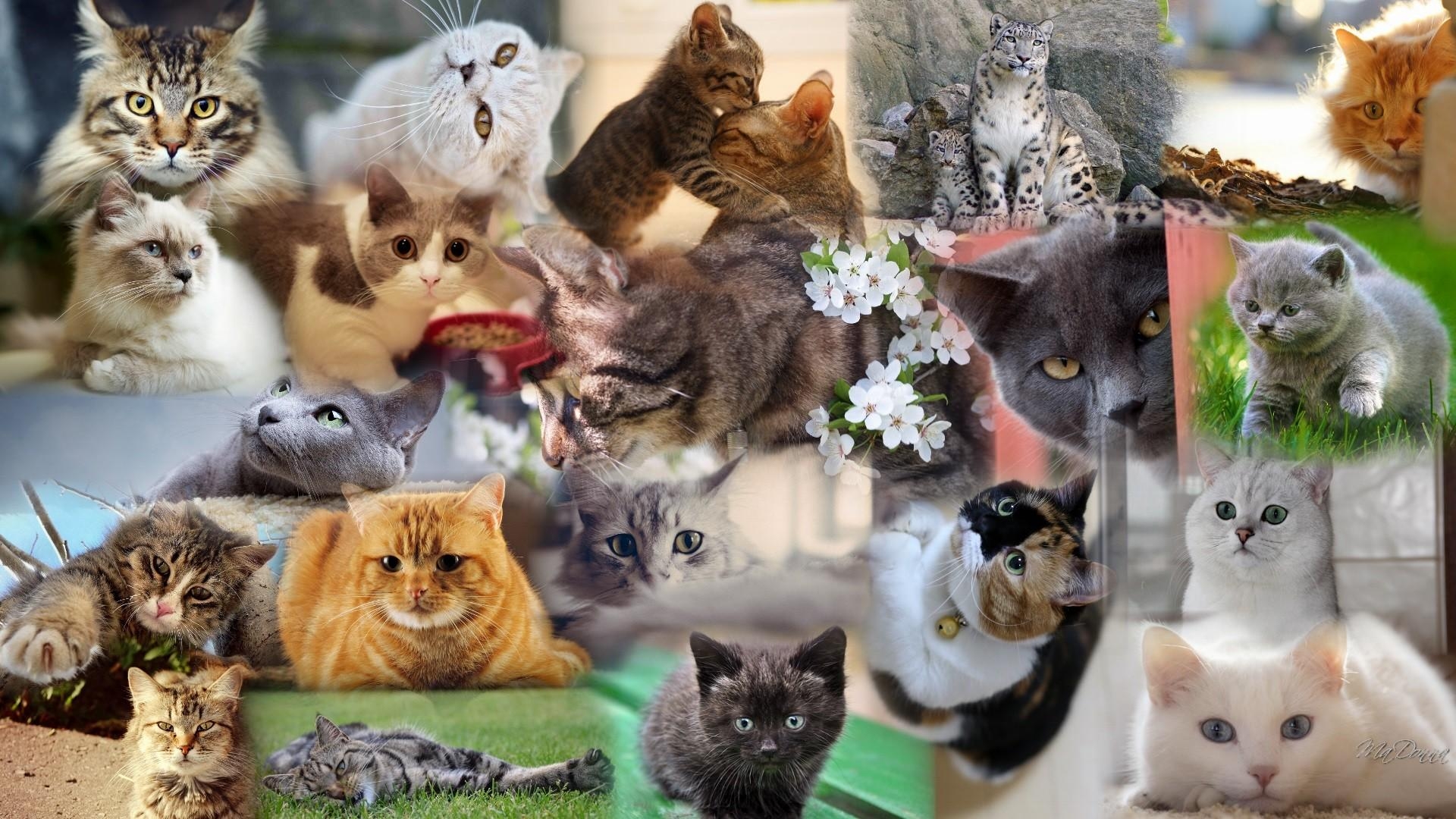 1920x1080 Cats Wallpaper Collage, Desktop