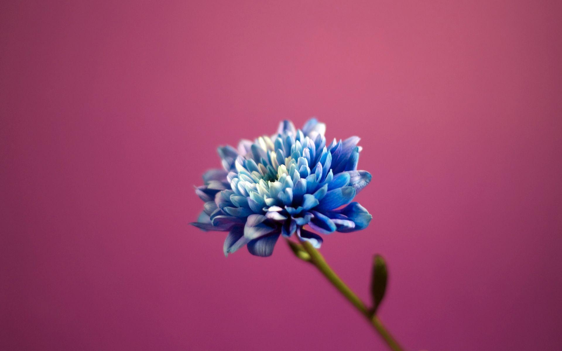 1920x1200 Pretty Blue Flower Wallpaper 16857  px, Desktop