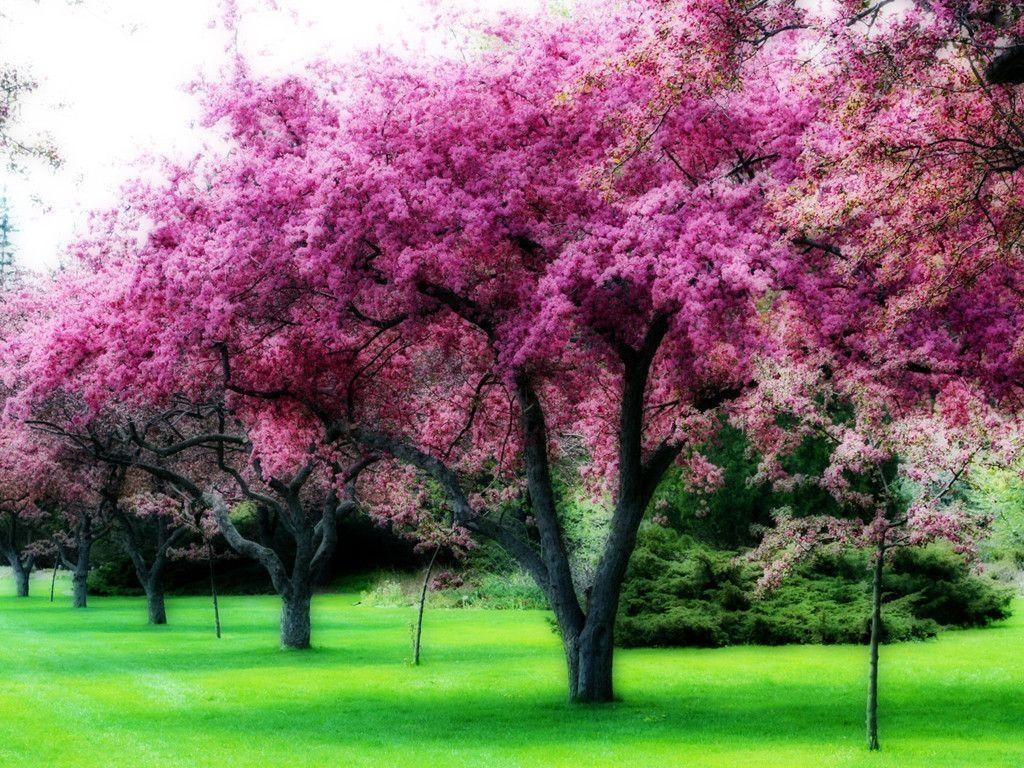 1030x770 Flowering Pink Tree Wallpaper. CamLib, Desktop