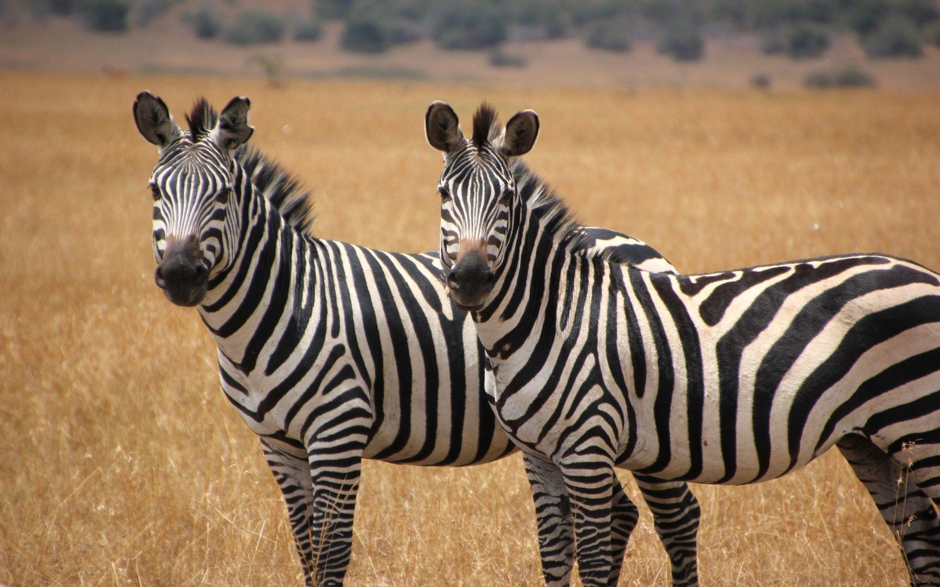 1920x1200 Two Cute Zebras Animal Wallpaper HD, Wallpaper13.com, Desktop