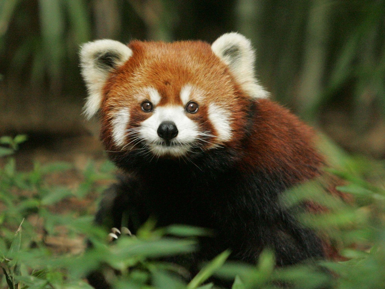 1600x1200 Red Panda Wallpaper Collections 9766, Desktop